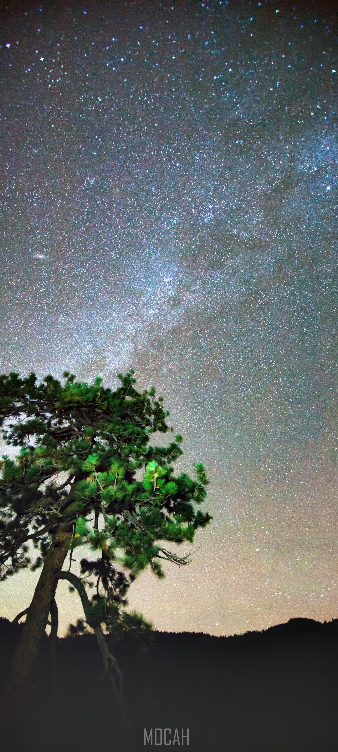 Pine tree under the Milky Way HD Phone Wallpaper