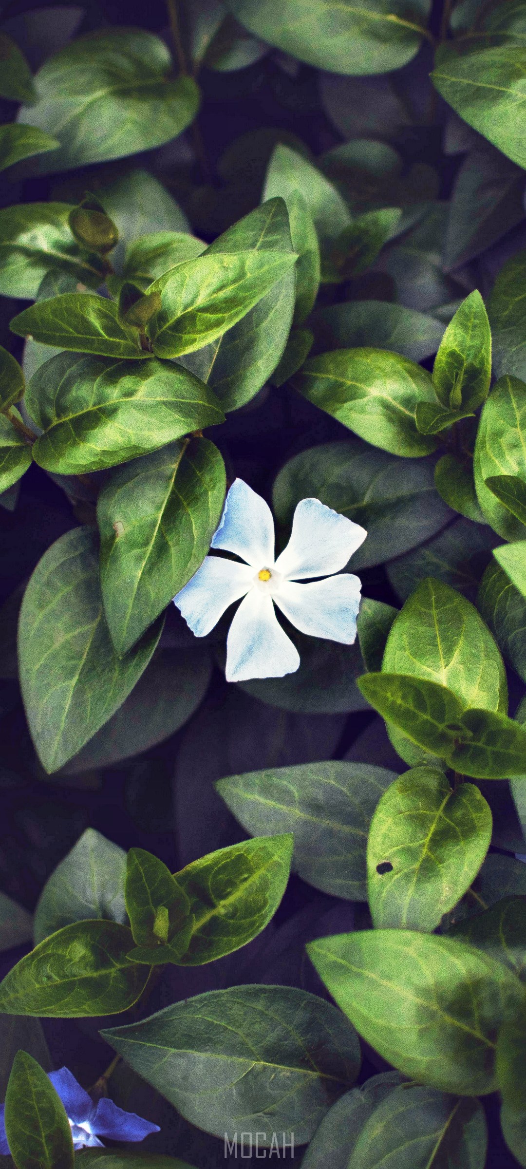 White flower among green leaves HD Phone Wallpaper