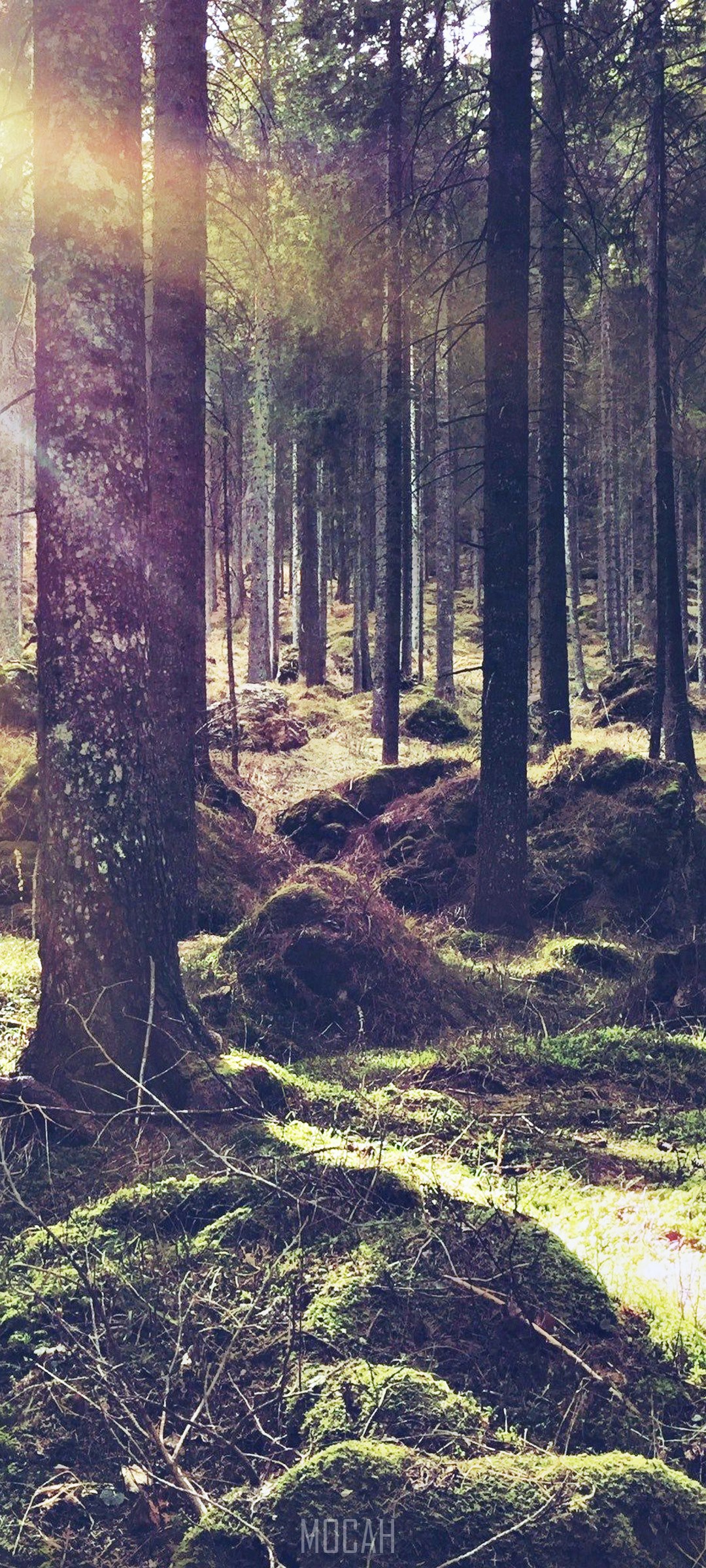 Sunlight filtering through a mossy forest floor HD Phone Wallpaper