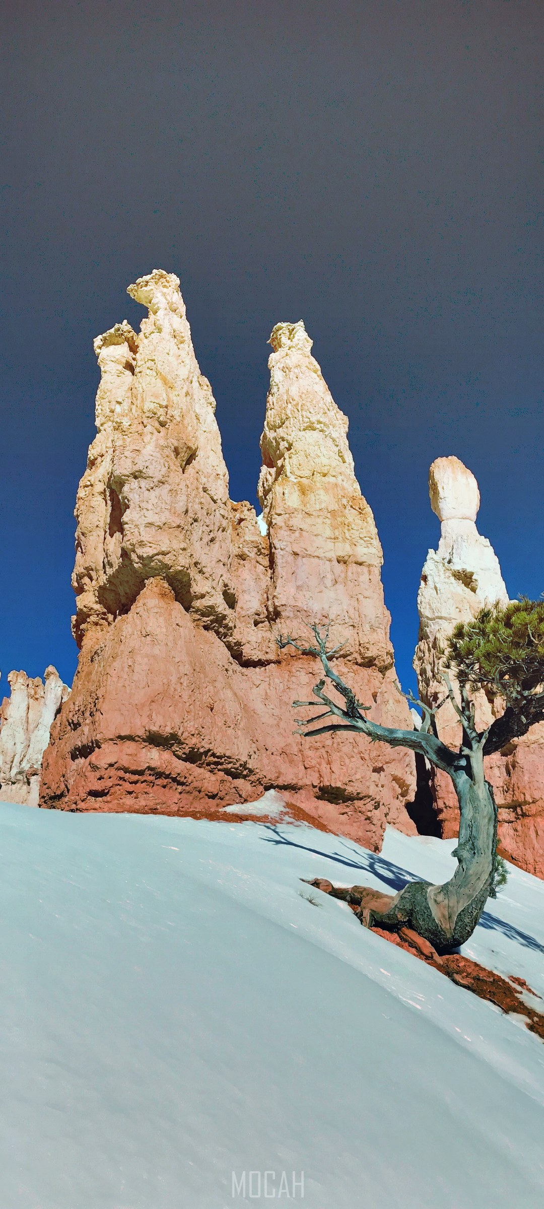 Bryce Canyon hoodoos and a lone tree in snow HD Phone Wallpaper