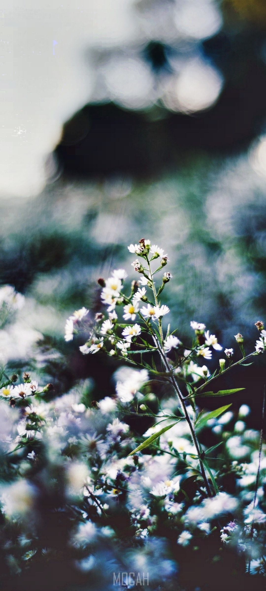 Wild chamomile flowers in a meadow HD Phone Wallpaper