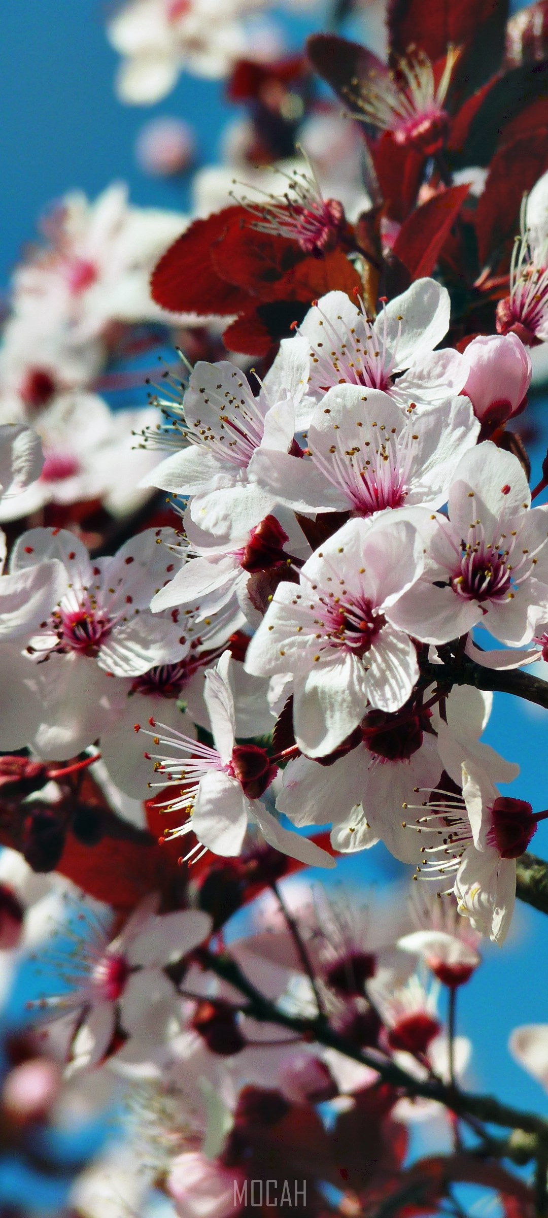 Close-up of white cherry blossoms with red leaves HD Phone Wallpaper