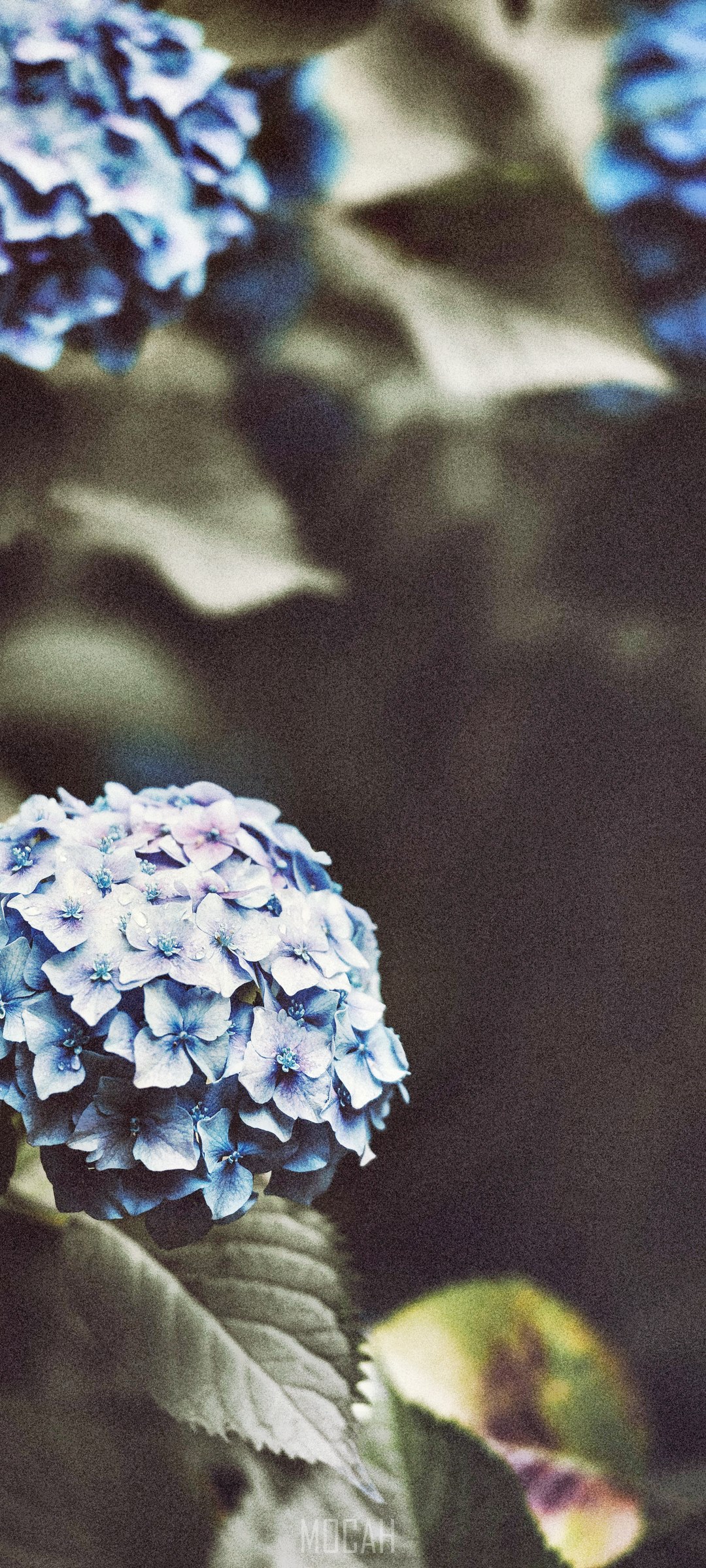 Blue Hydrangea Flower with Water Droplets HD Phone Wallpaper