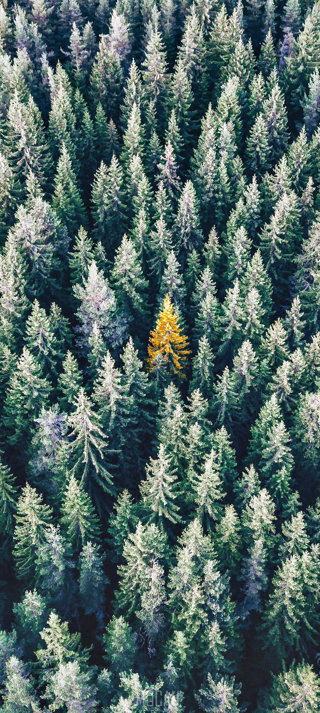 Aerial view of a forest with a single yellow tree HD Phone Wallpaper