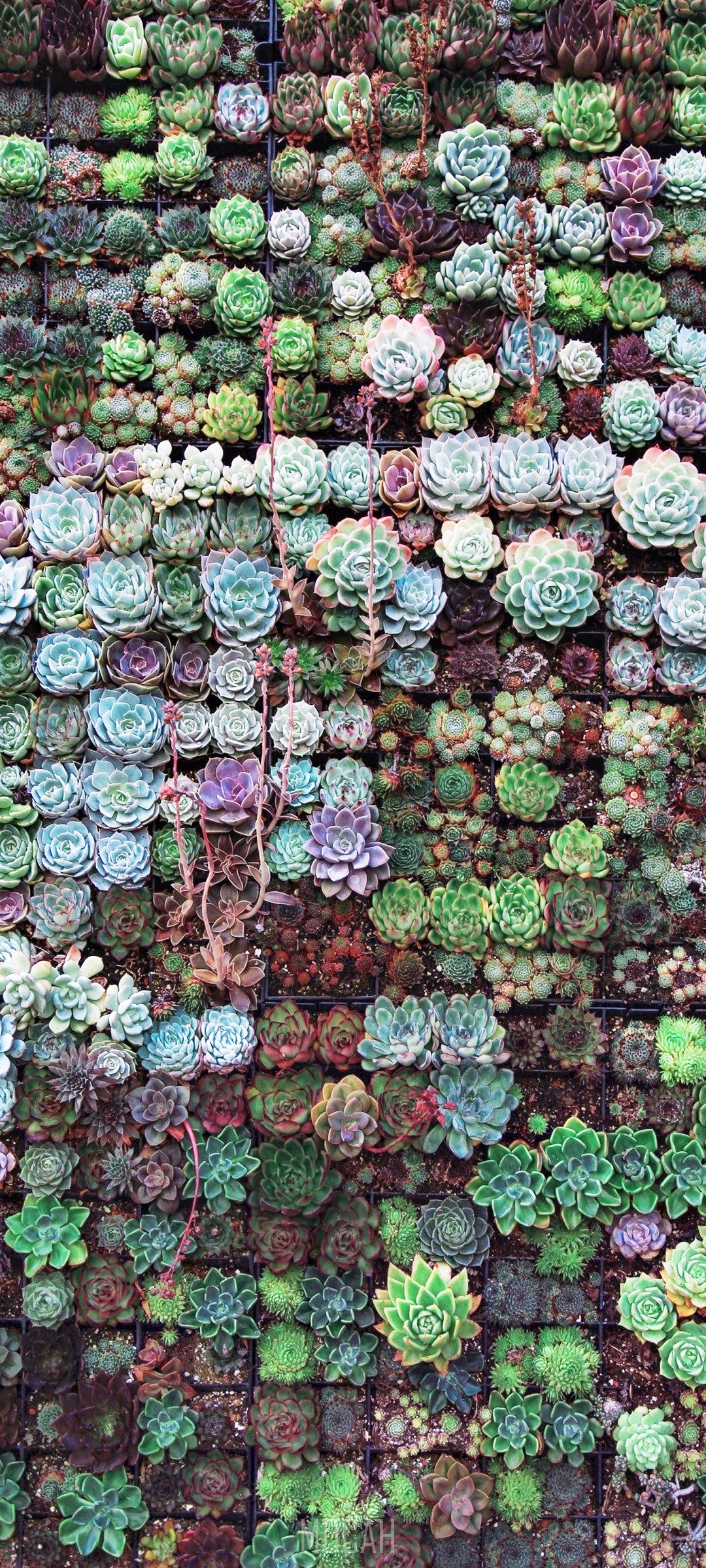 Wall of succulents HD Phone Wallpaper