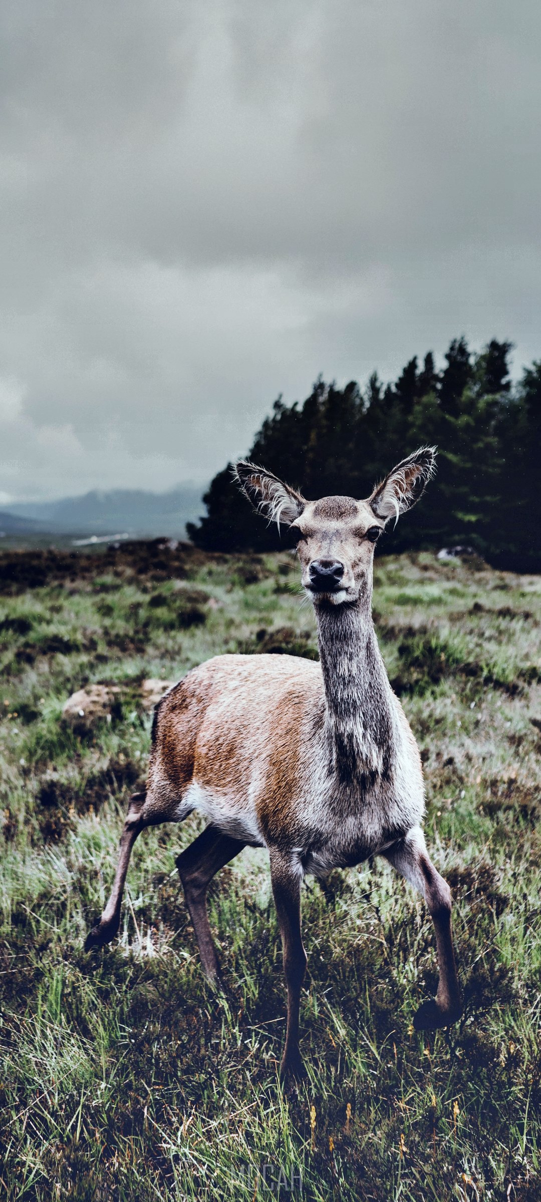 Deer in a grassy field with trees and mountains HD Phone Wallpaper