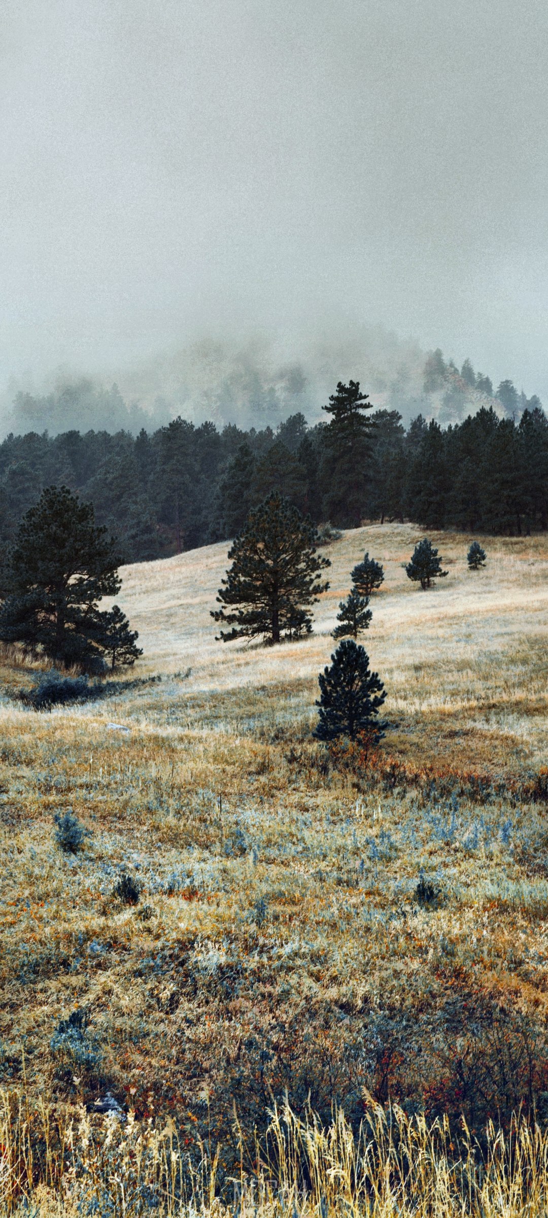 Foggy mountain forest with pine trees and dry grass HD Phone Wallpaper