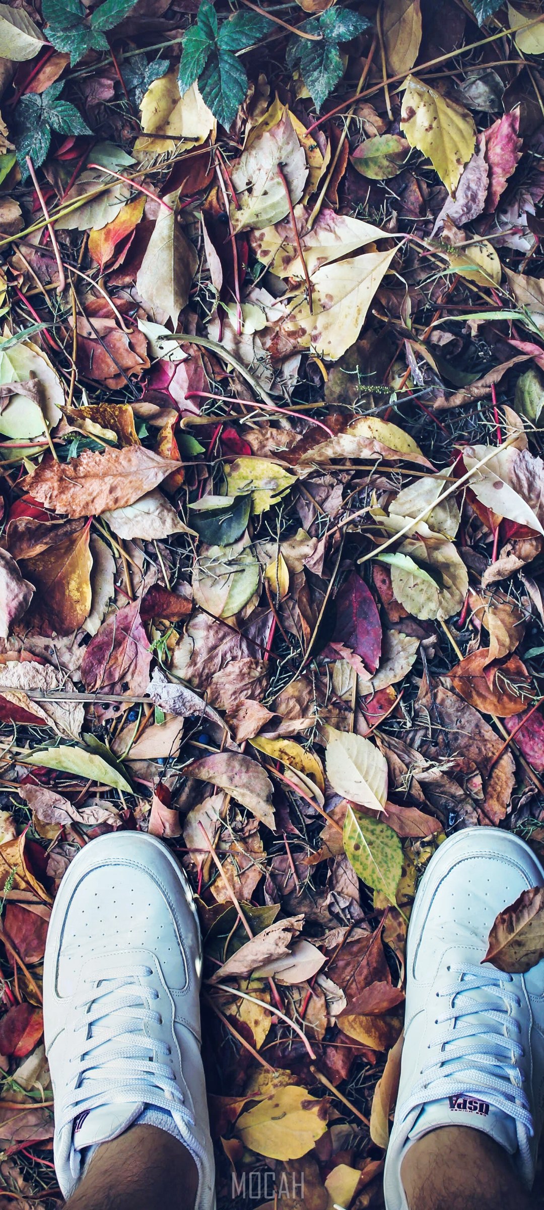 White sneakers on autumn leaves HD Phone Wallpaper
