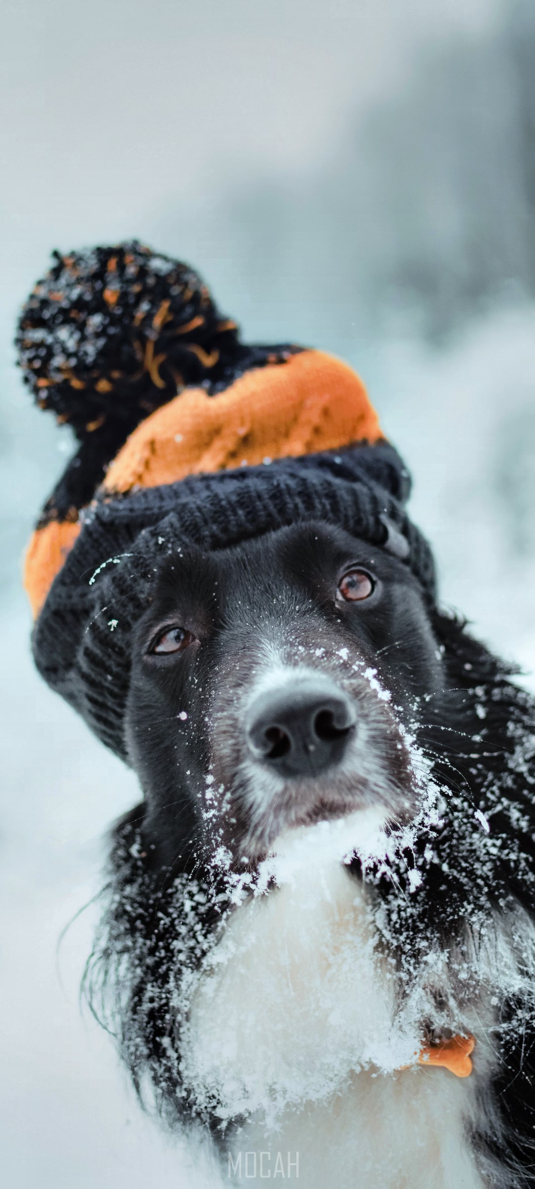 Dog wearing a winter hat in the snow HD Phone Wallpaper