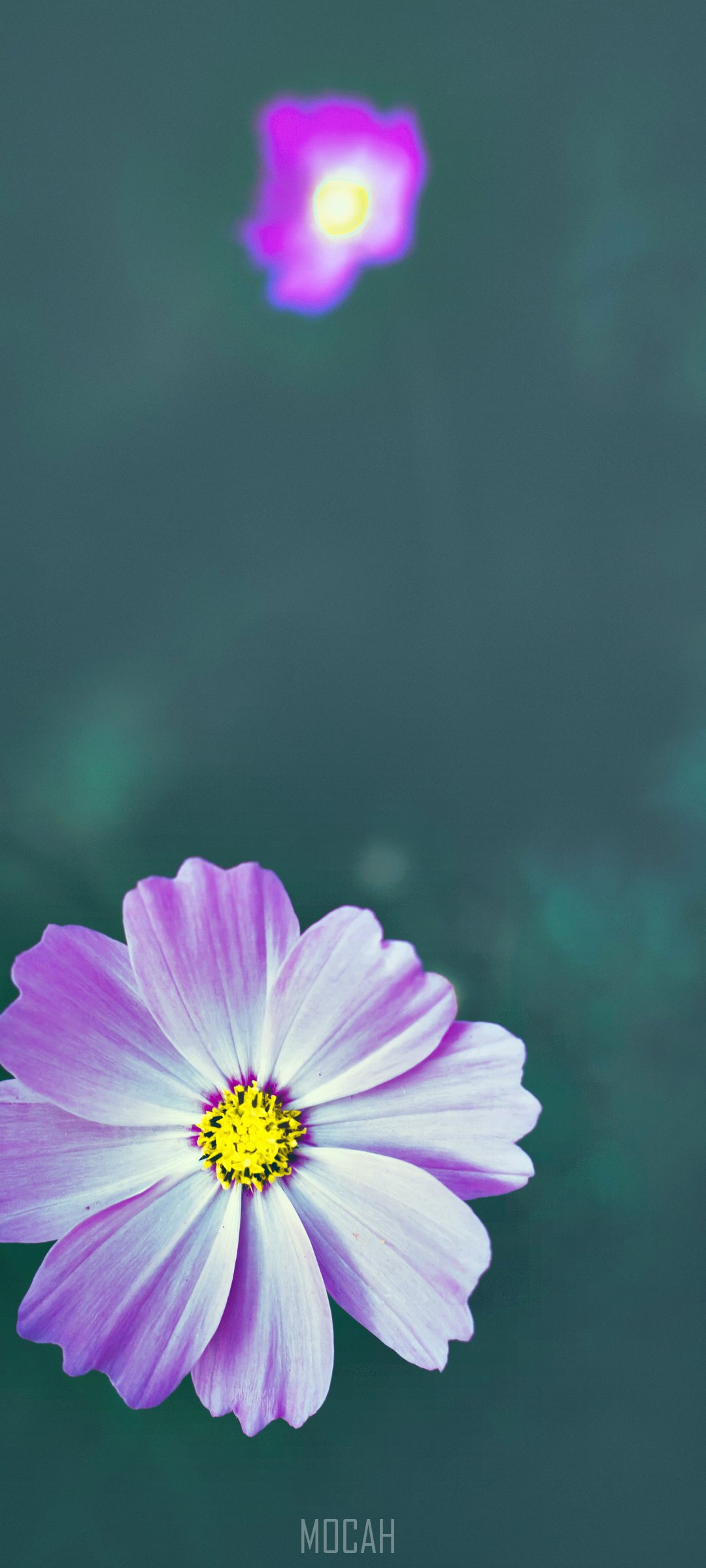 Purple and white cosmos flowers with yellow center HD Phone Wallpaper