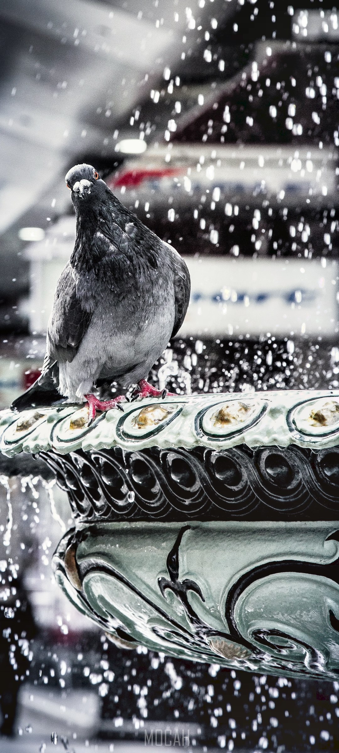 Pigeon on a fountain in the rain HD Phone Wallpaper