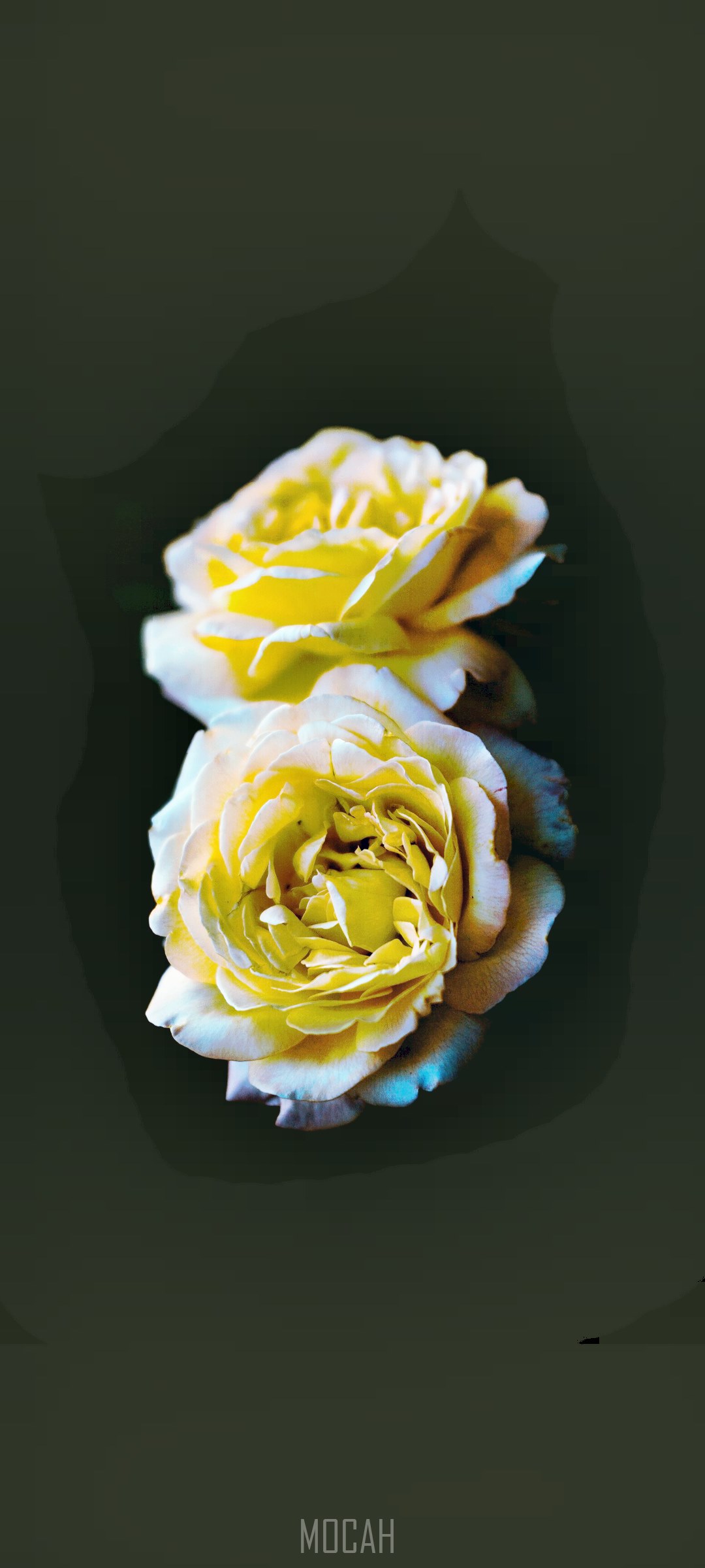 Two yellow roses with dark background HD Phone Wallpaper