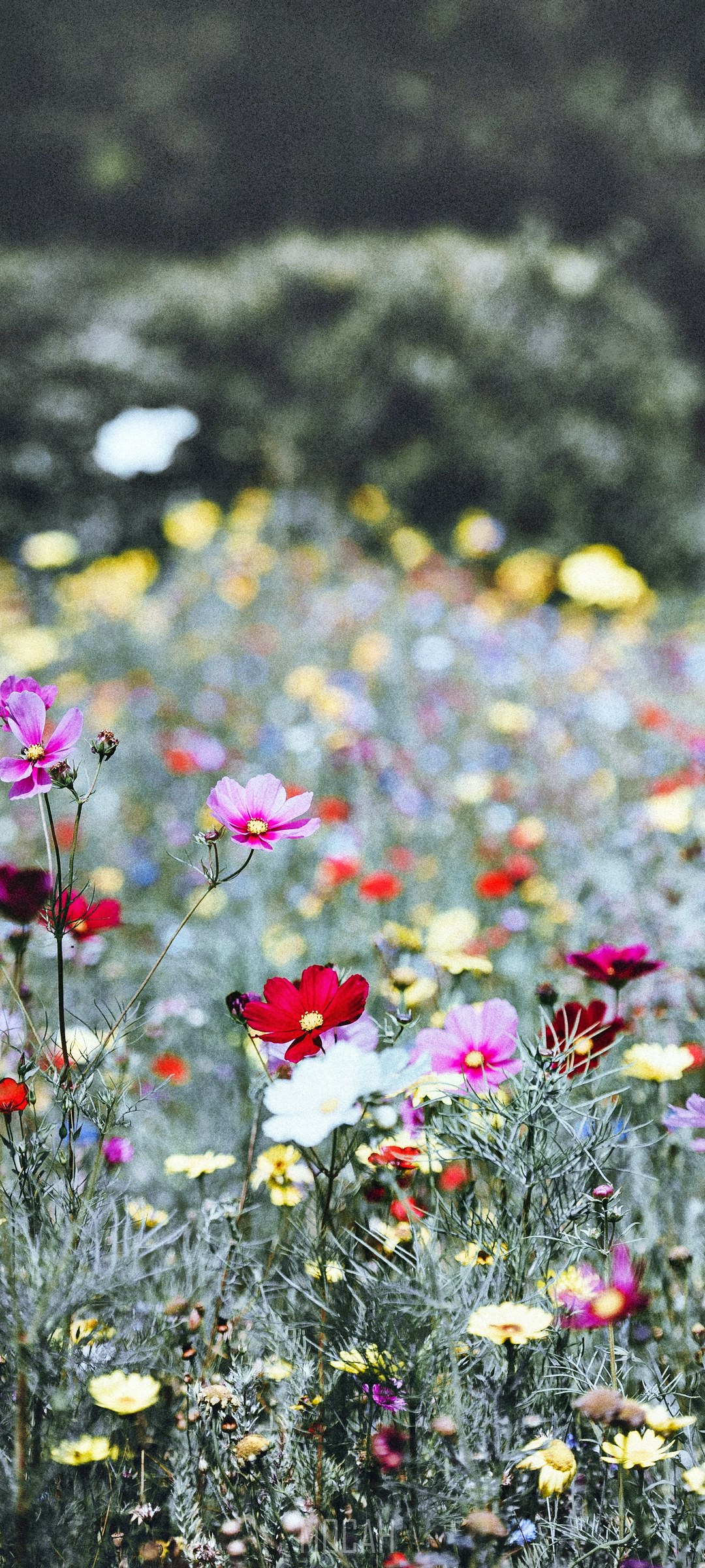 Field of colorful wildflowers in bloom HD Phone Wallpaper
