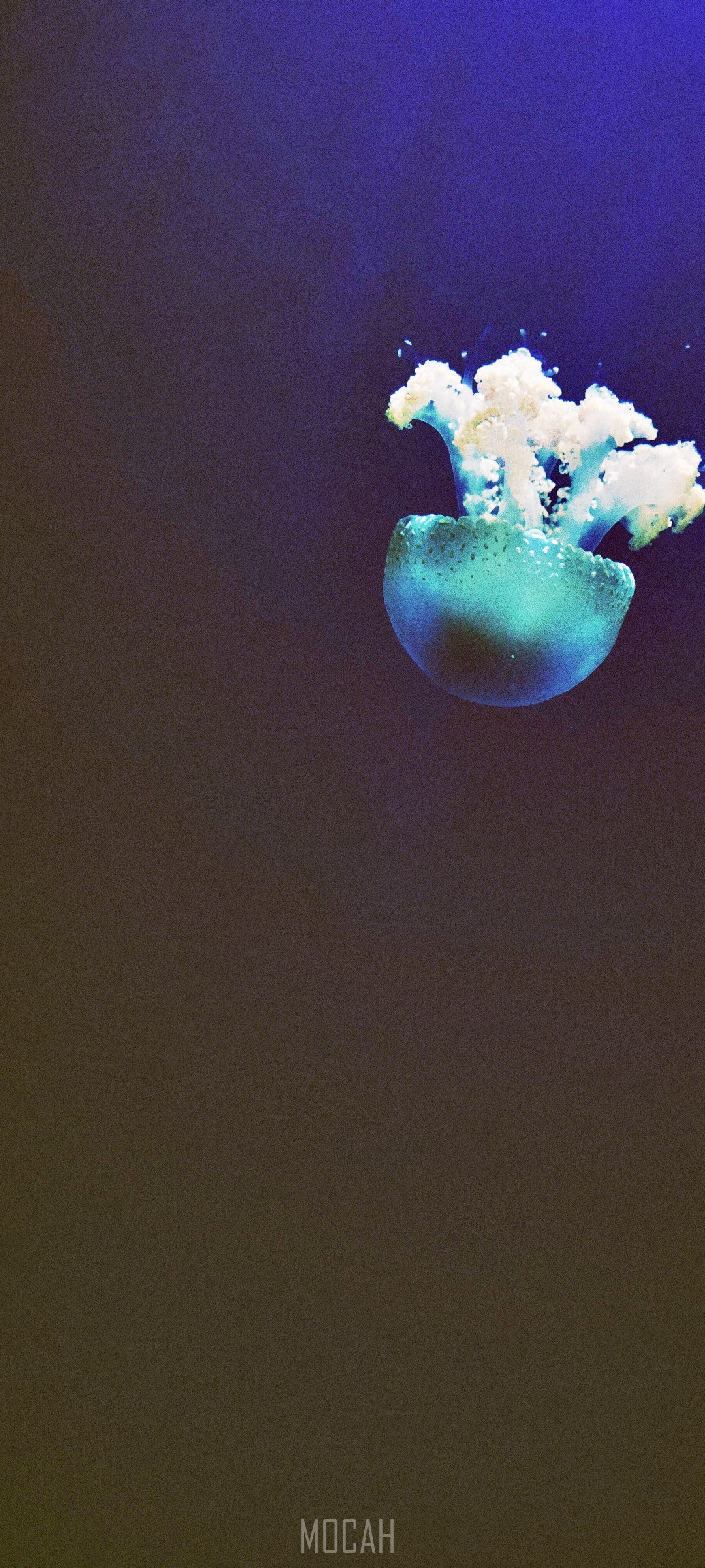 Blue jellyfish underwater HD Phone Wallpaper