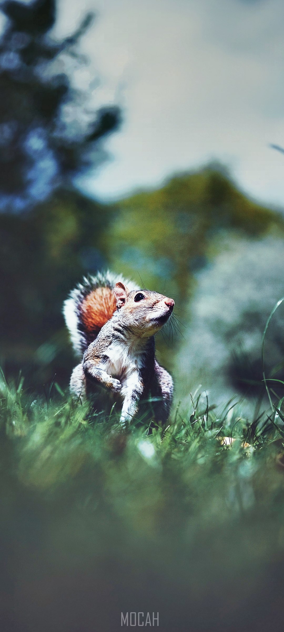 Squirrel portrait on Samsung Galaxy A Quantum HD Phone Wallpaper