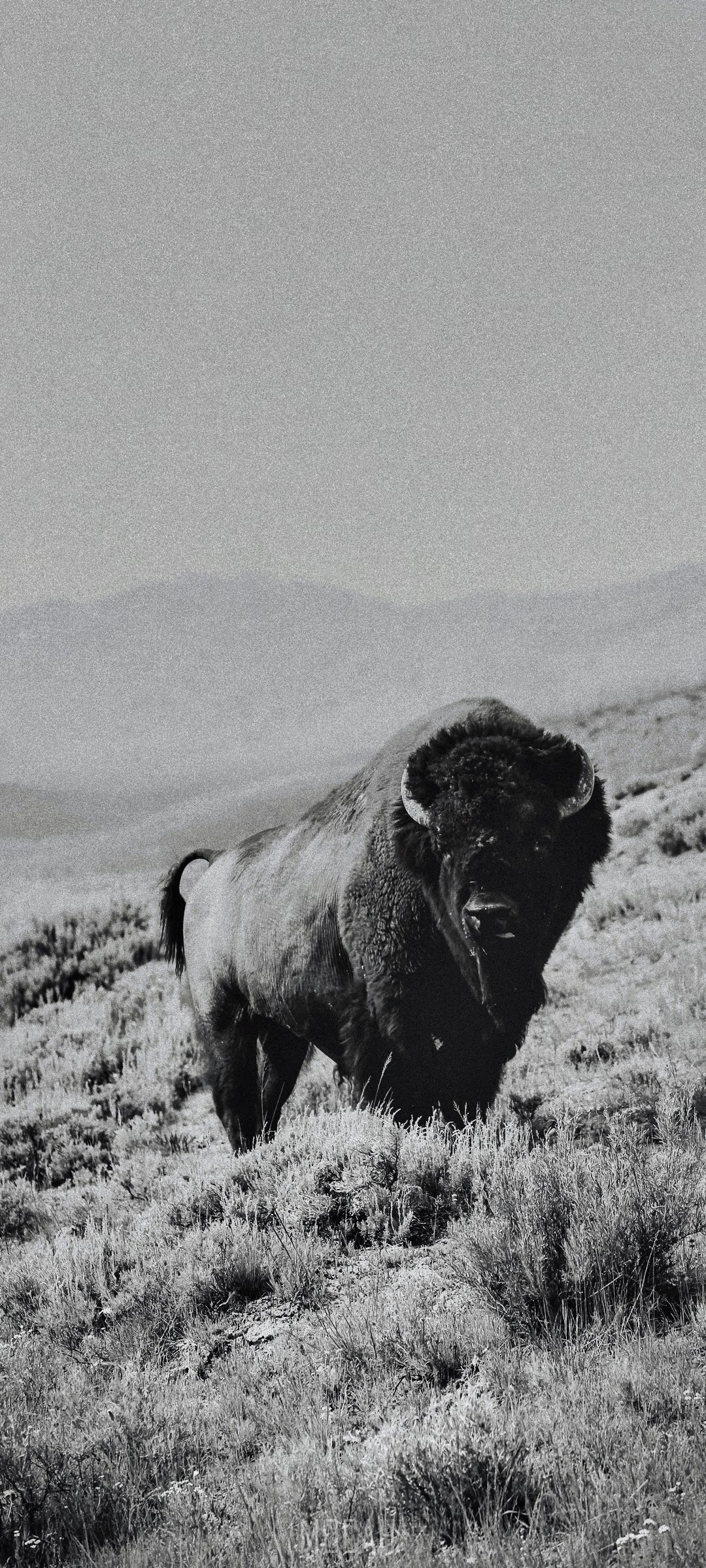 Buffalo in black and white on a grassy hill HD Phone Wallpaper