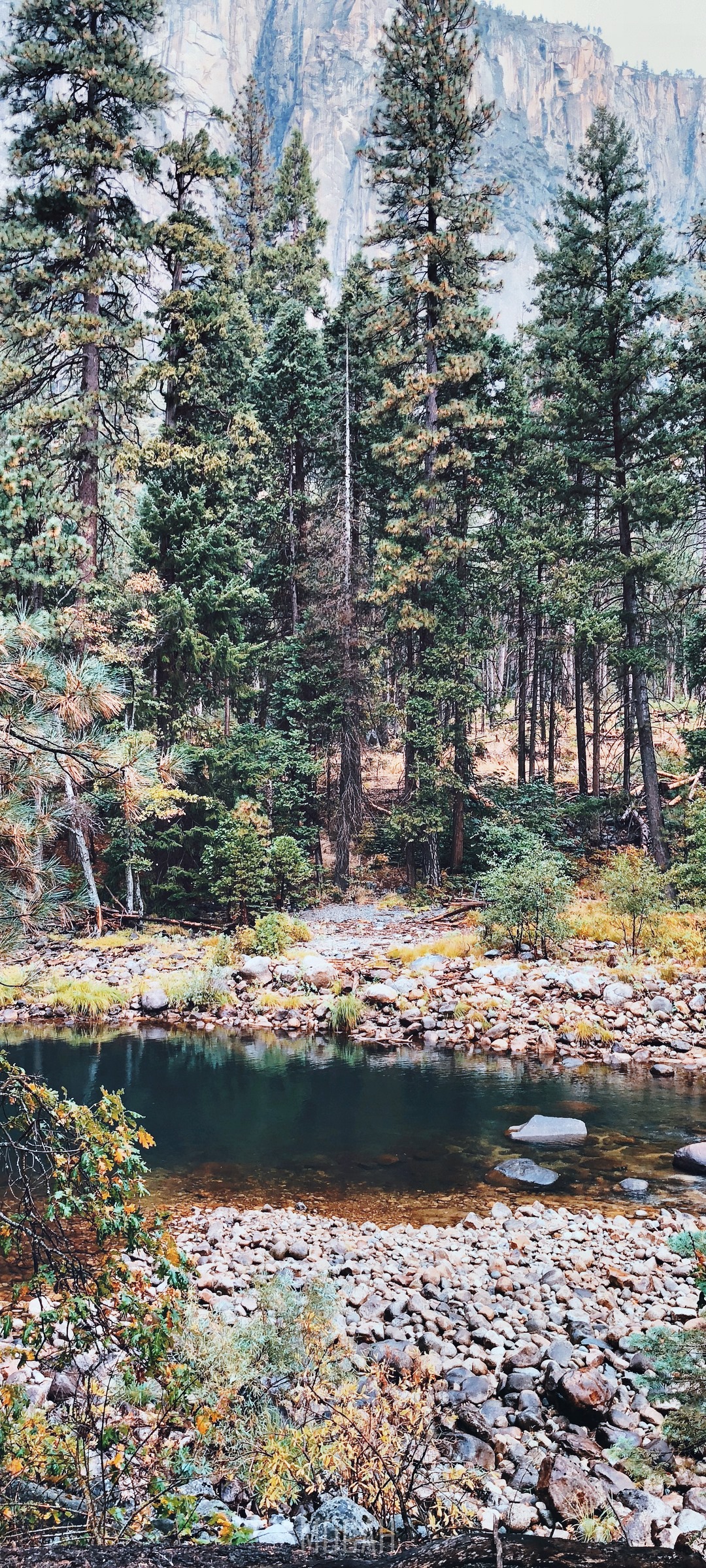 Forest with river and mountain in Yosemite HD Phone Wallpaper