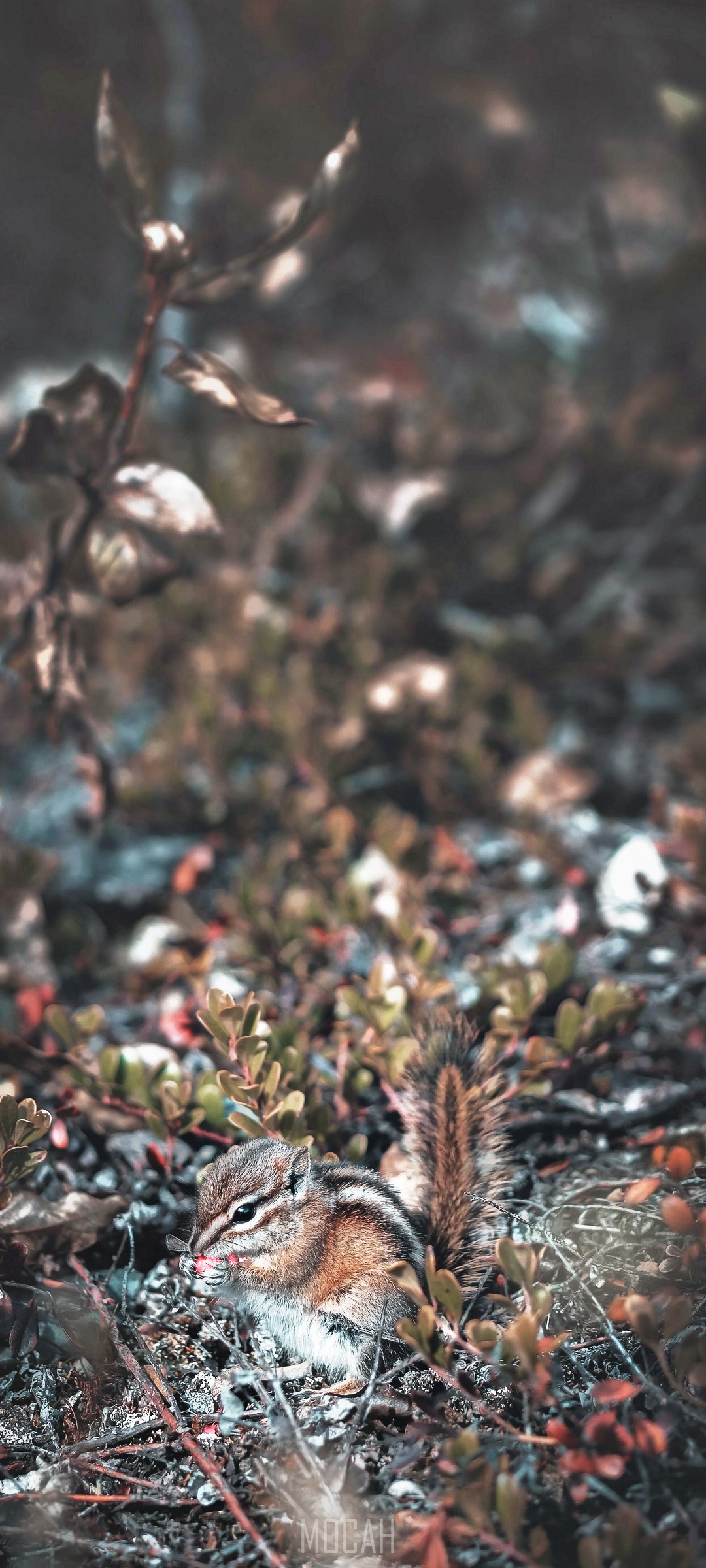 Chipmunk eating in a forest floor HD Phone Wallpaper