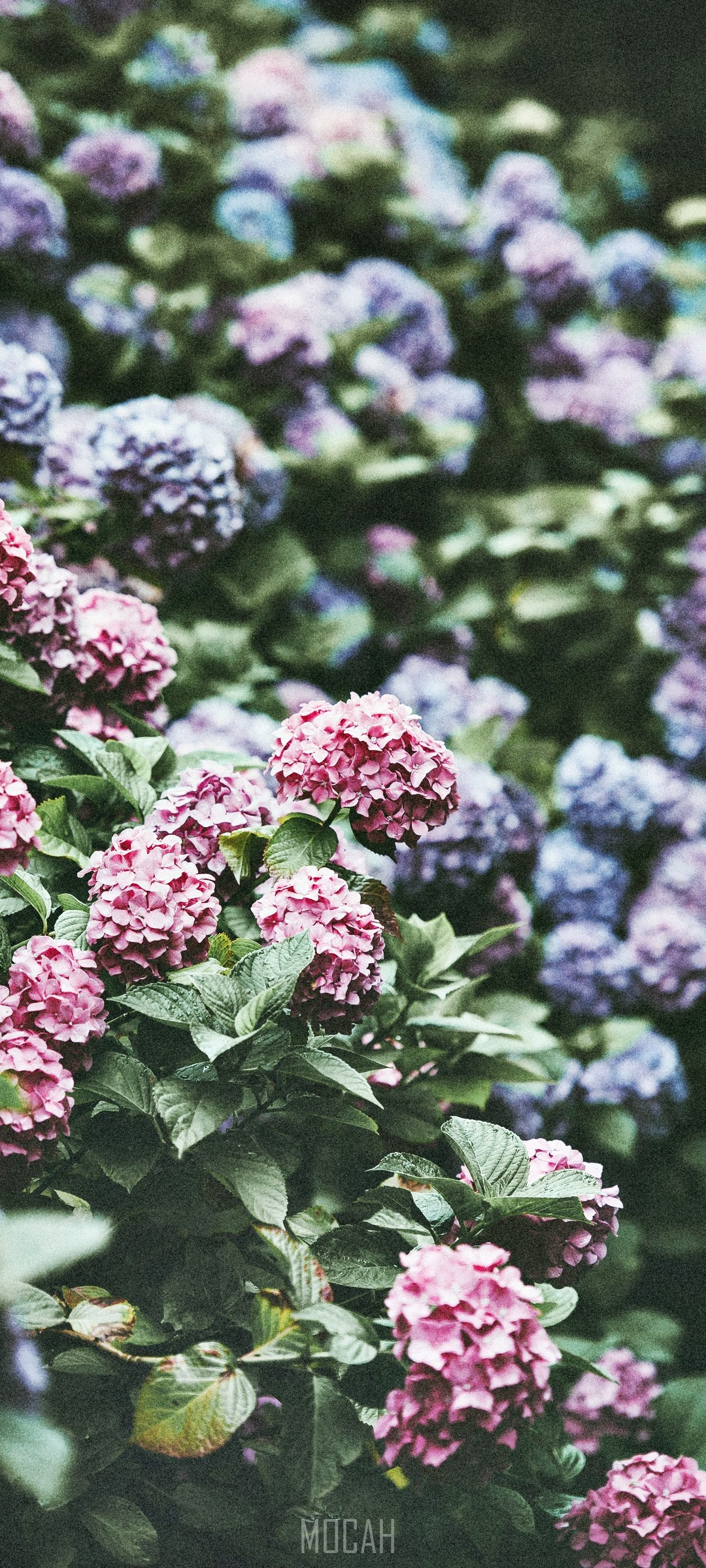 Pink and purple hydrangeas in bloom HD Phone Wallpaper