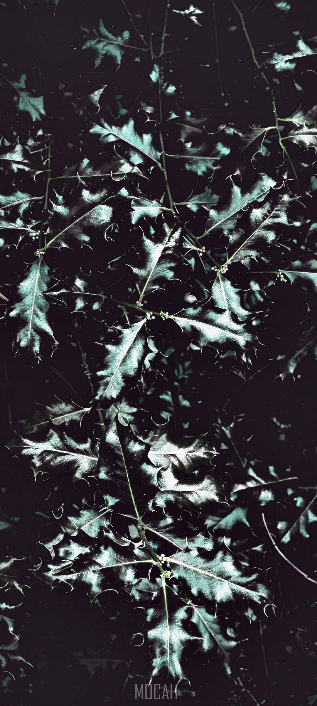 Moody holly leaves with dark background HD Phone Wallpaper