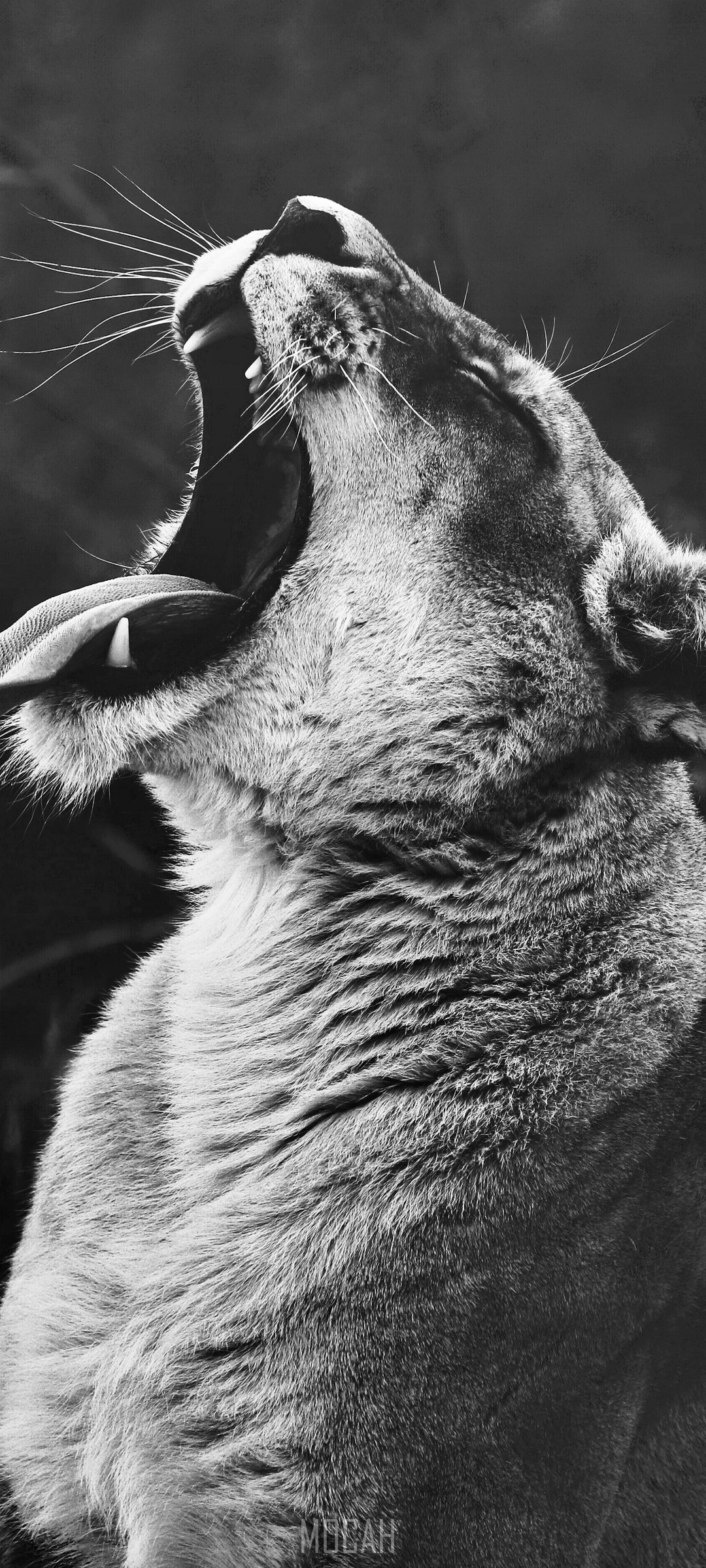 Lioness yawning at a reserve HD Phone Wallpaper