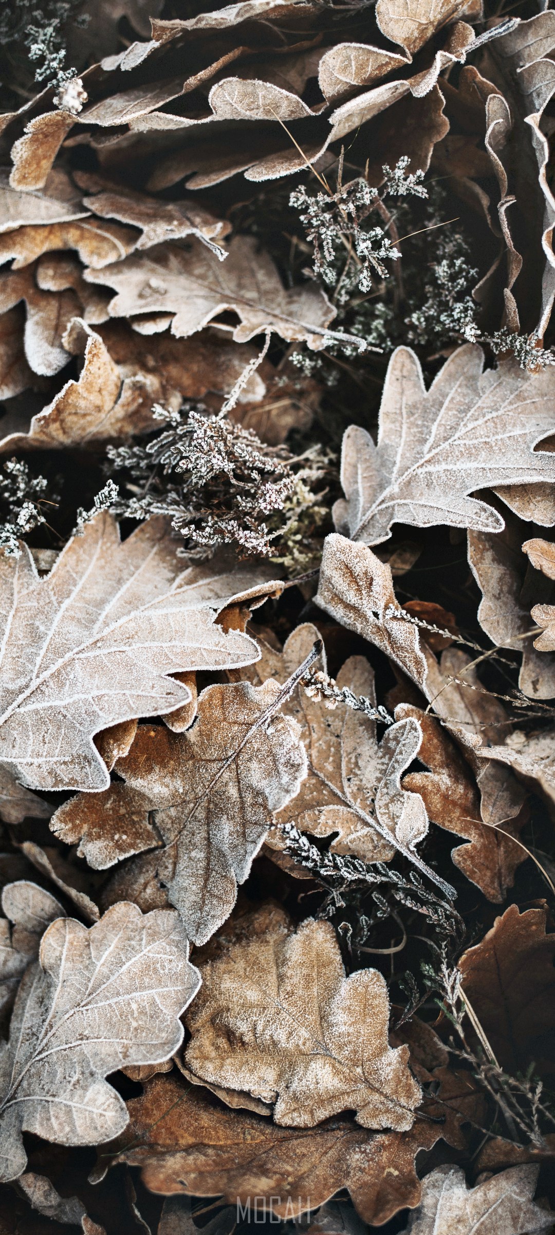 Frosty Oak Leaves on the Ground HD Phone Wallpaper