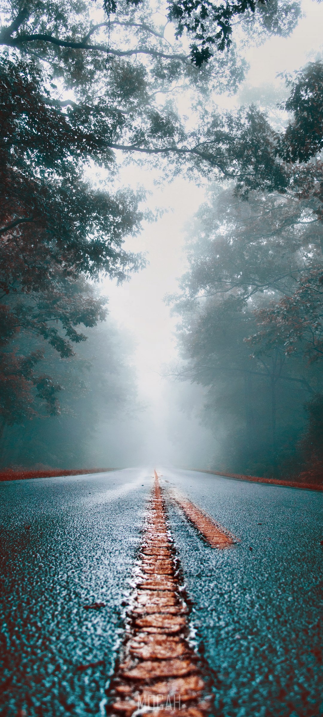 Road through a foggy forest HD Phone Wallpaper