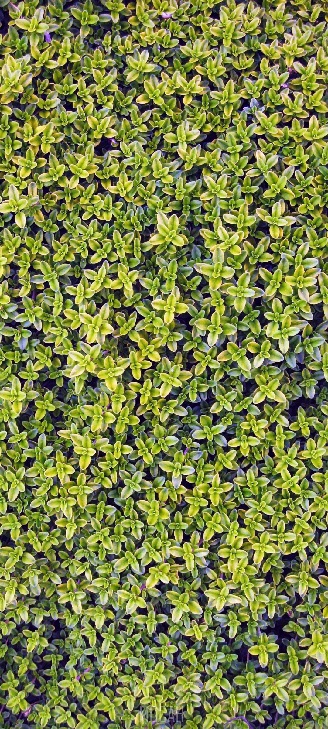 Green thyme plants with small leaves HD Phone Wallpaper