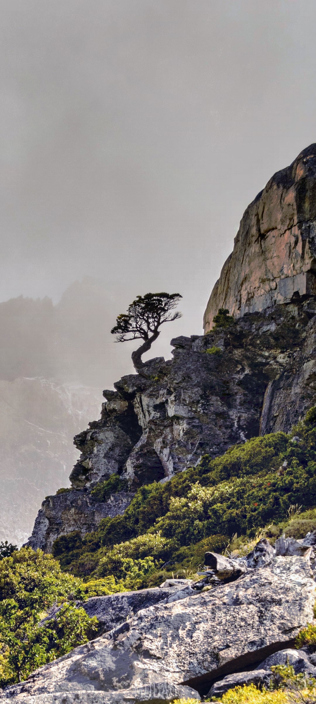Tree on rocky cliffs with greenery HD Phone Wallpaper