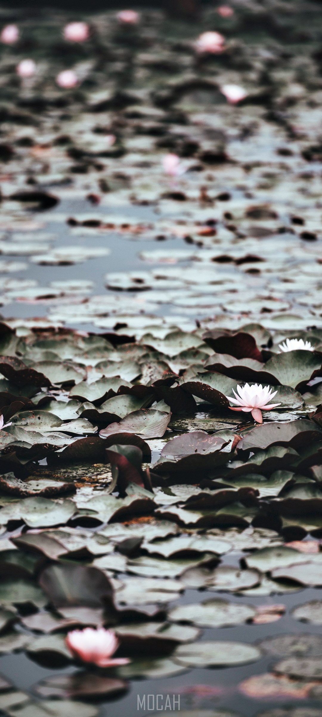 Water pond with lily pads and flowers HD Phone Wallpaper