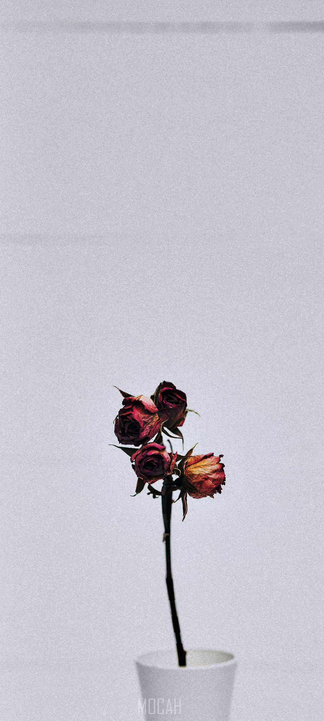 Dried roses in a white vase HD Phone Wallpaper