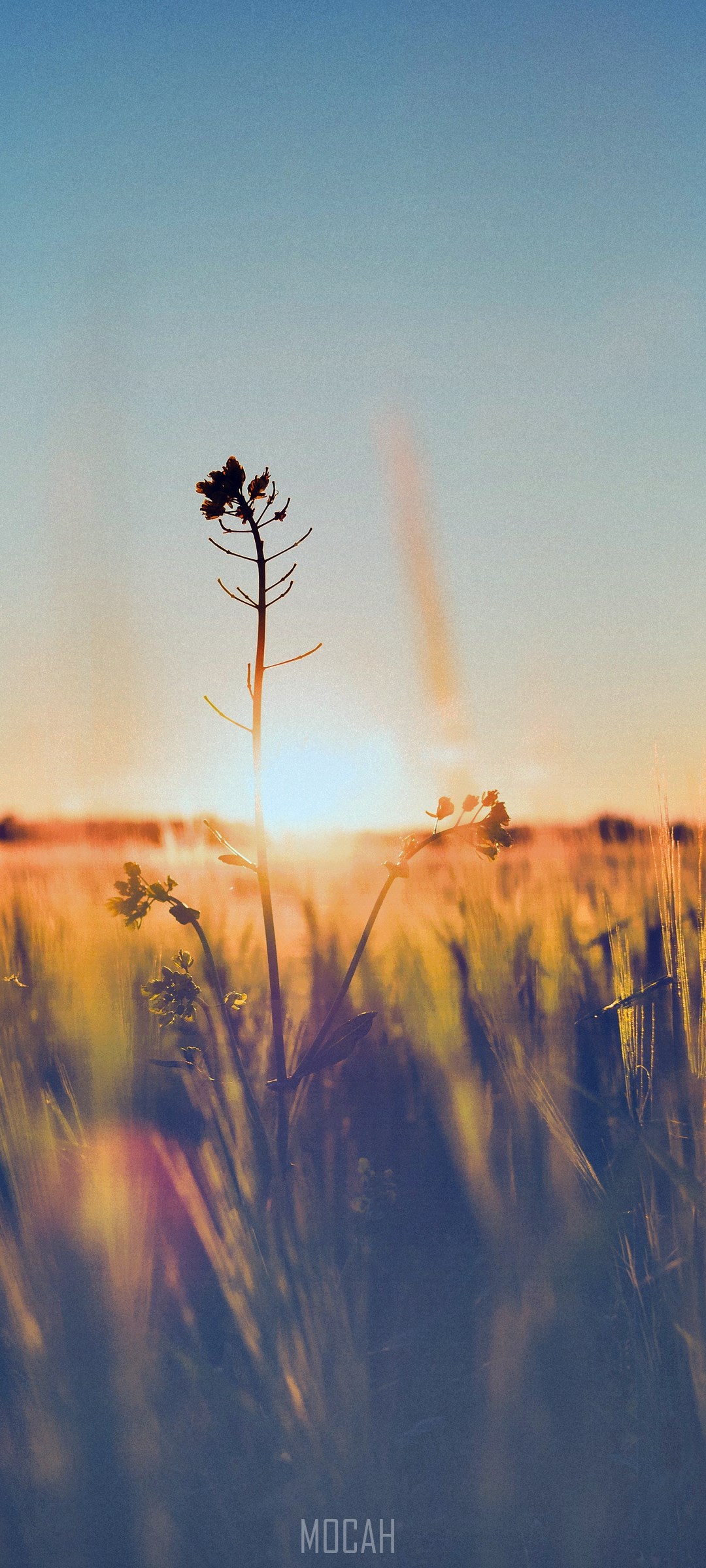 Silhouette of a plant in a field at sunset HD Phone Wallpaper