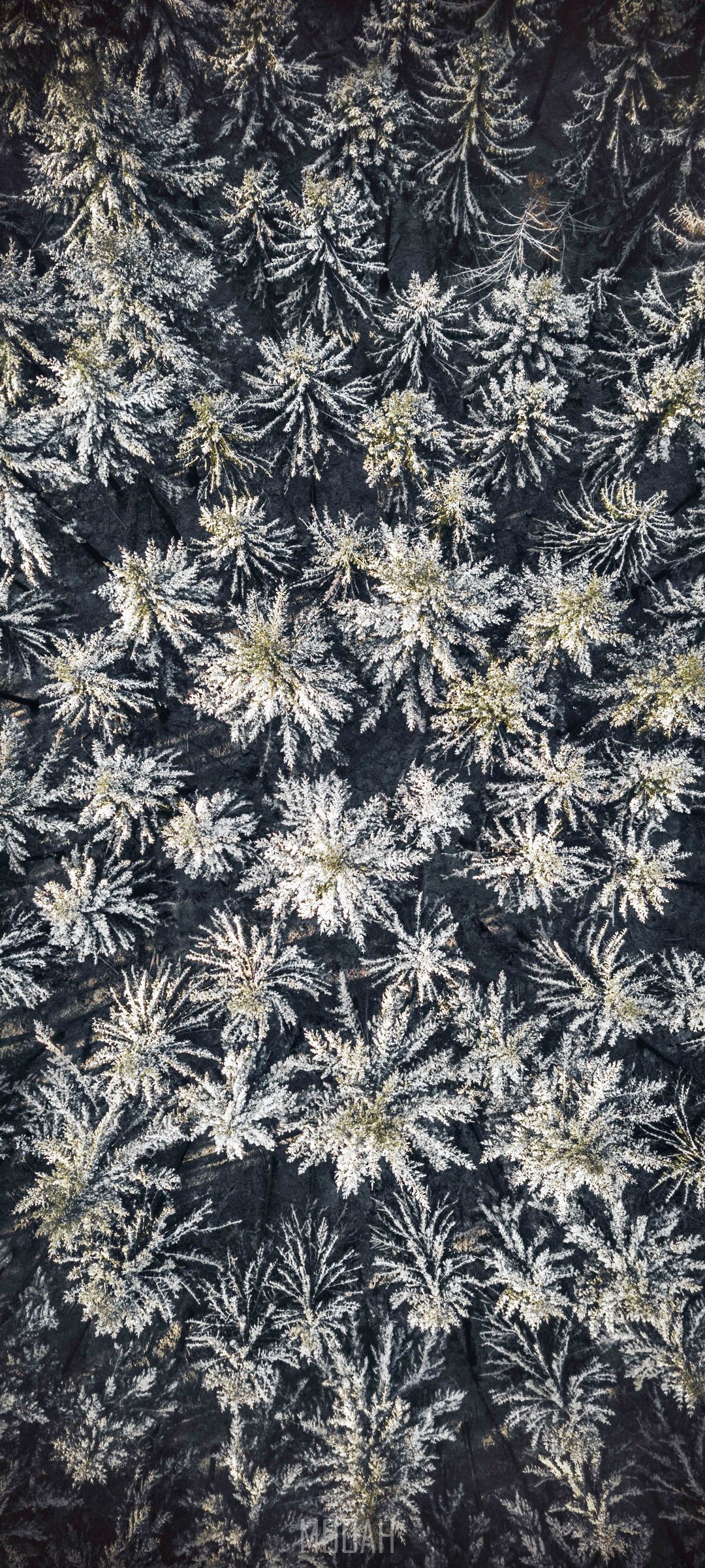 Aerial view of snow-covered pine trees HD Phone Wallpaper