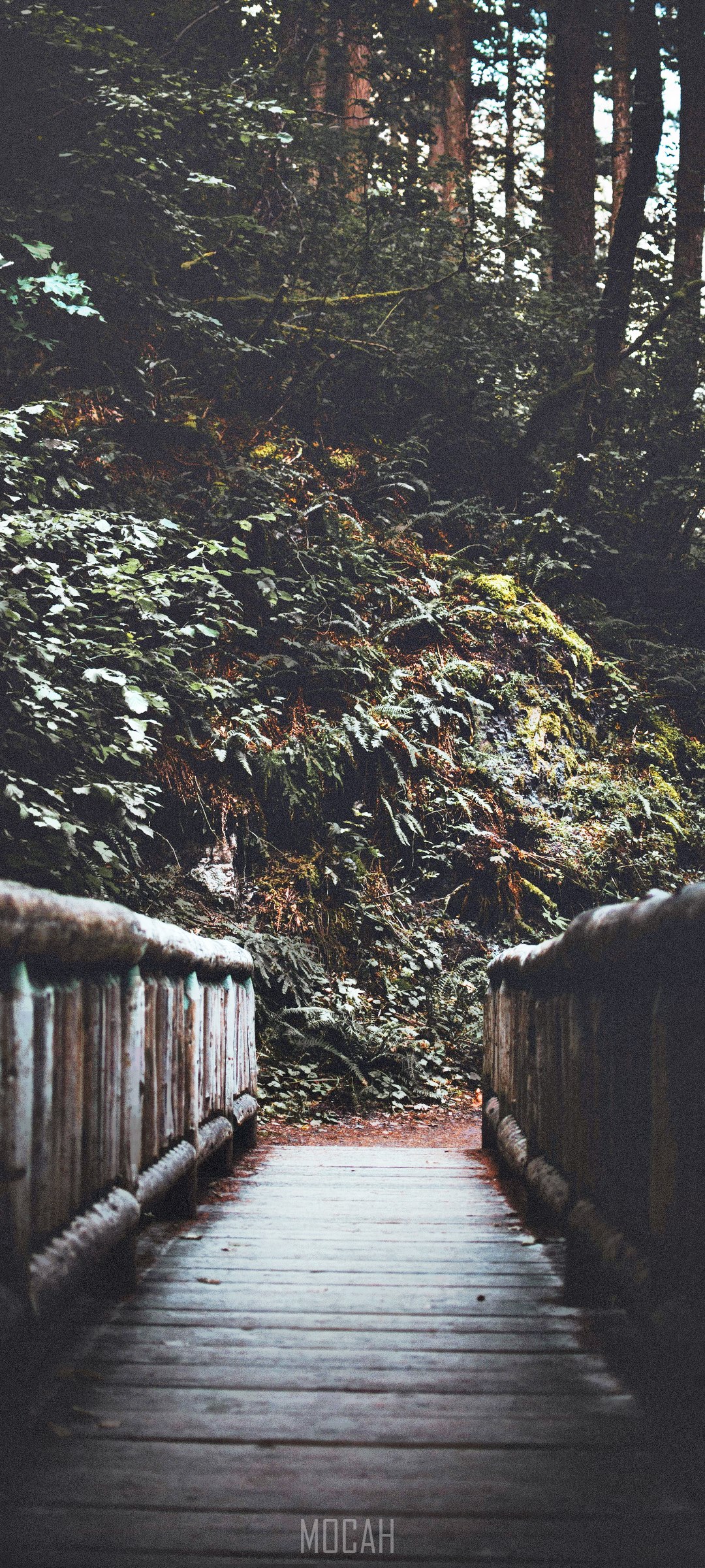 Wooden bridge in a forest HD Phone Wallpaper