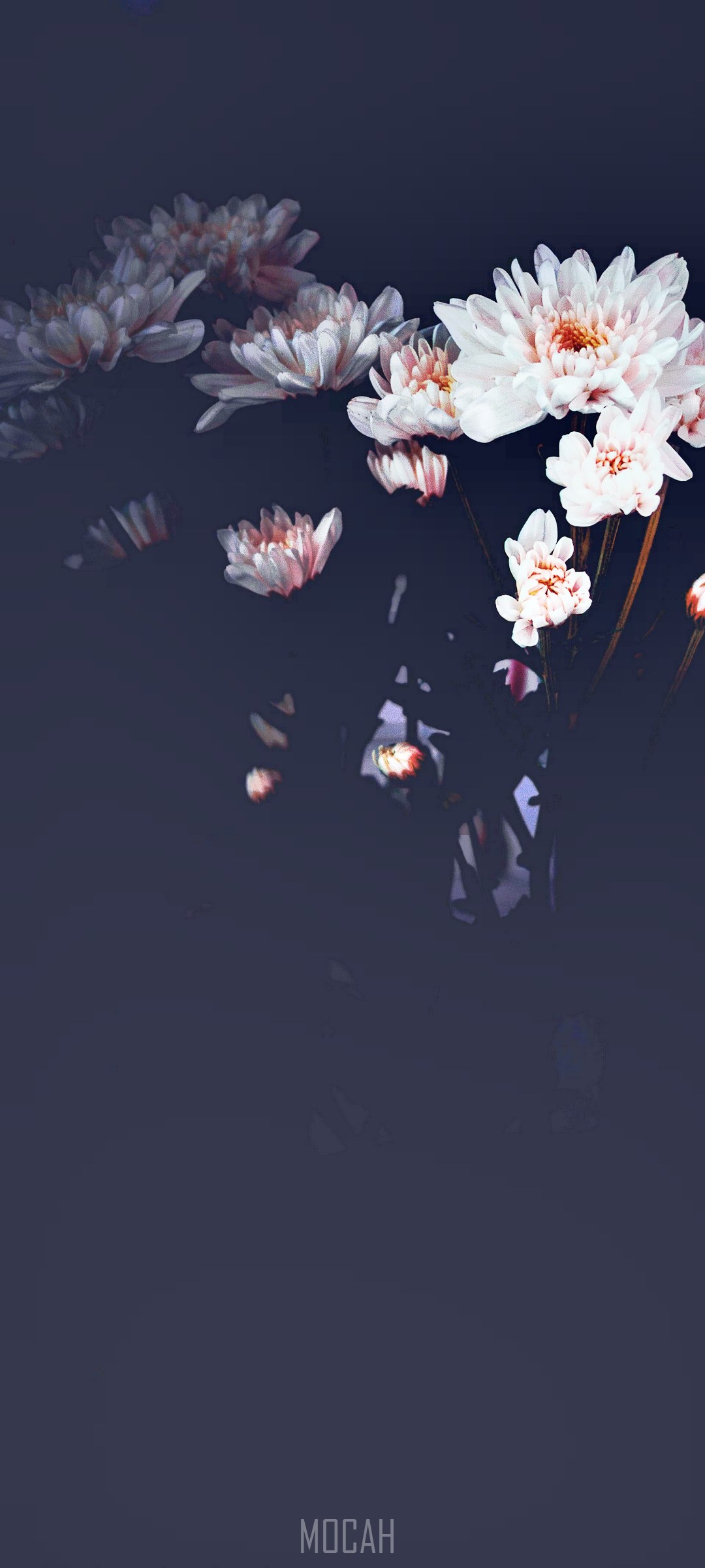 White flowers on dark background OnePlus 8 5G HD Phone Wallpaper