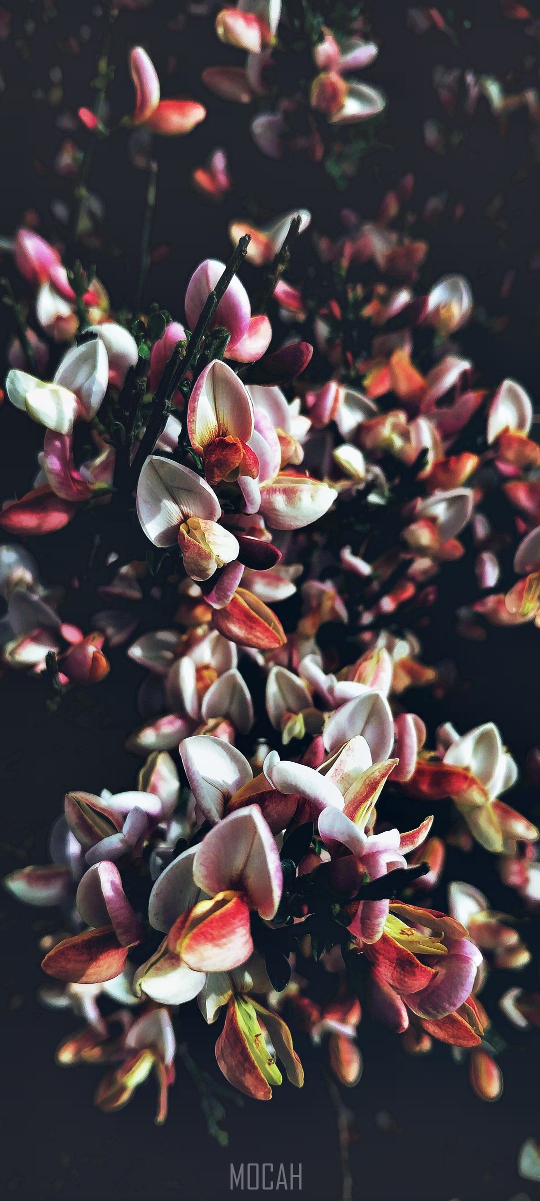 Pink and white flowers on dark background HD Phone Wallpaper