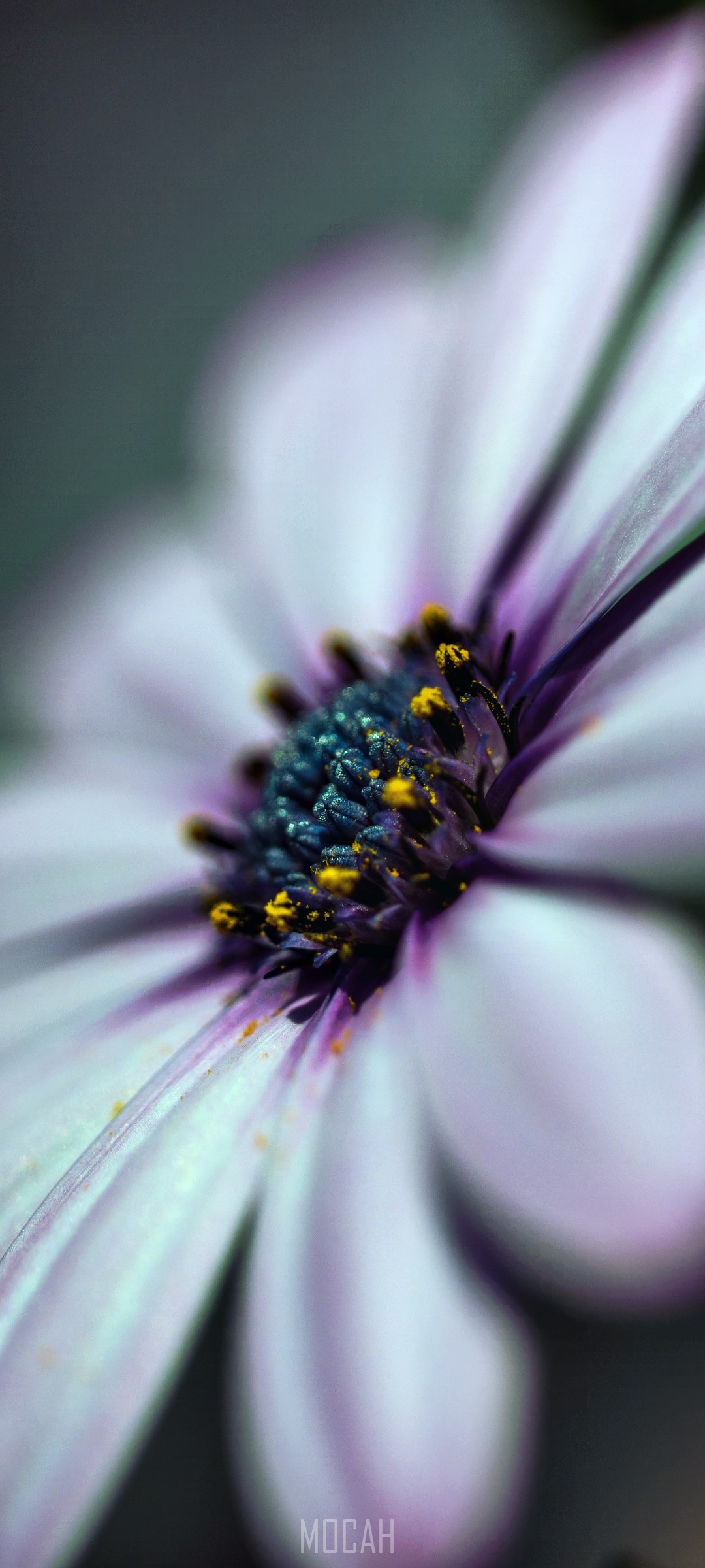 Close-up of a purple and white daisy with yellow pollen HD Phone Wallpaper
