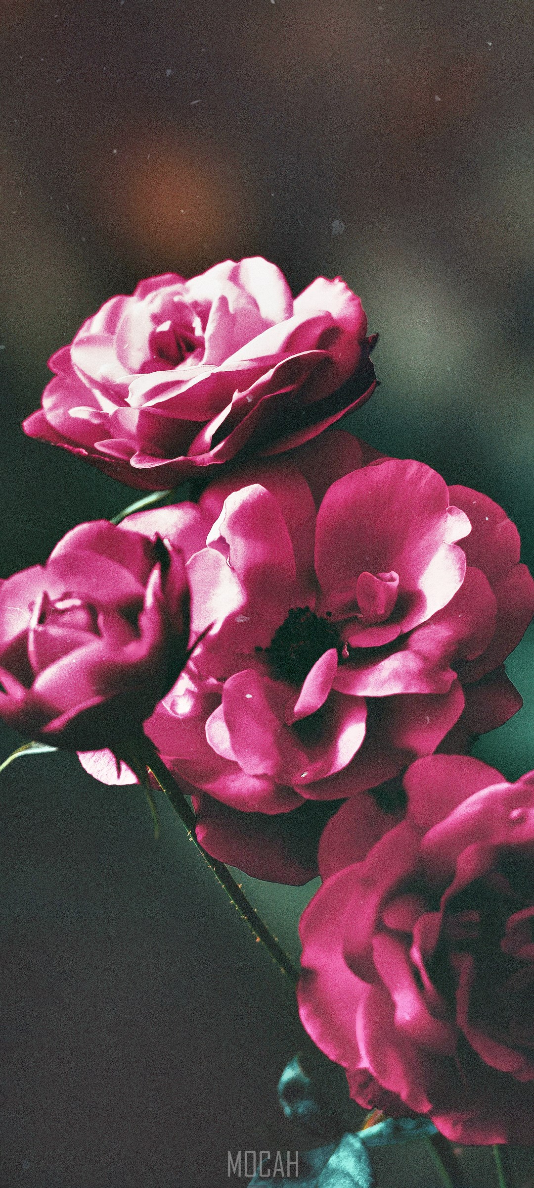 Pink Garden Roses on a Dark Background HD Phone Wallpaper