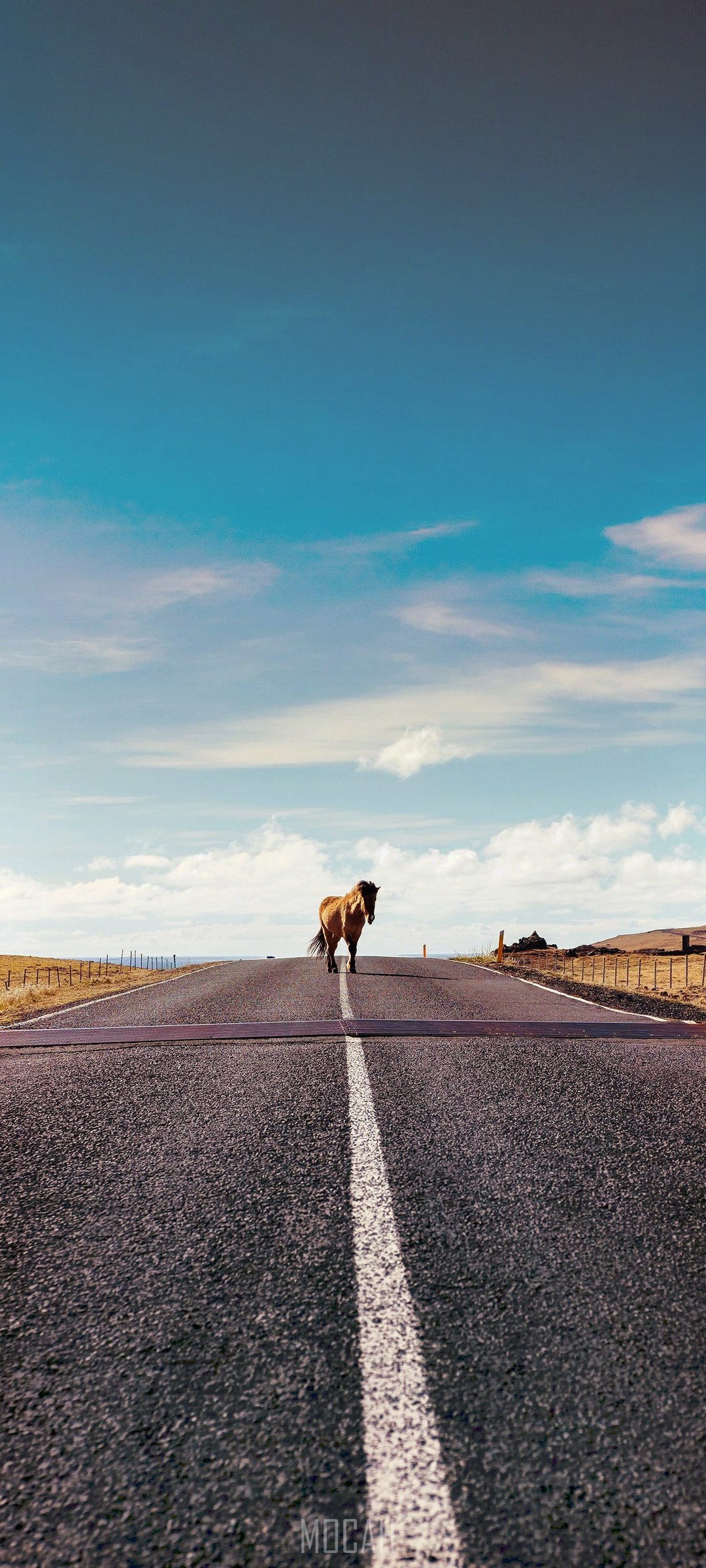 Horse on a road with a mirage effect HD Phone Wallpaper