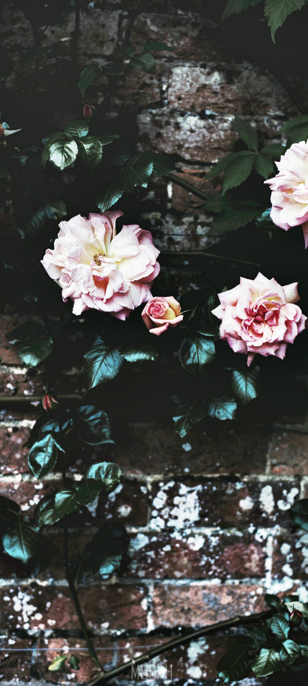 Pink roses climbing a brick wall HD Phone Wallpaper