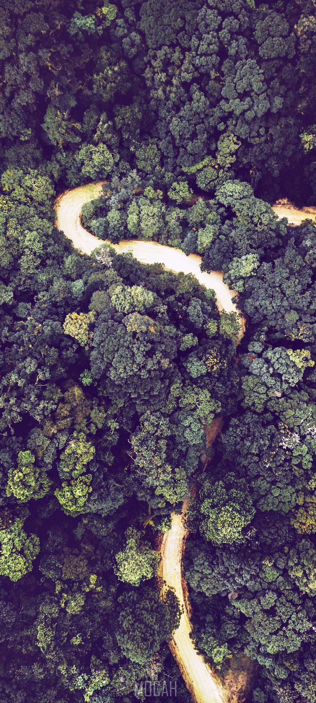 Aerial view of a winding dirt road through a dense forest HD Phone Wallpaper