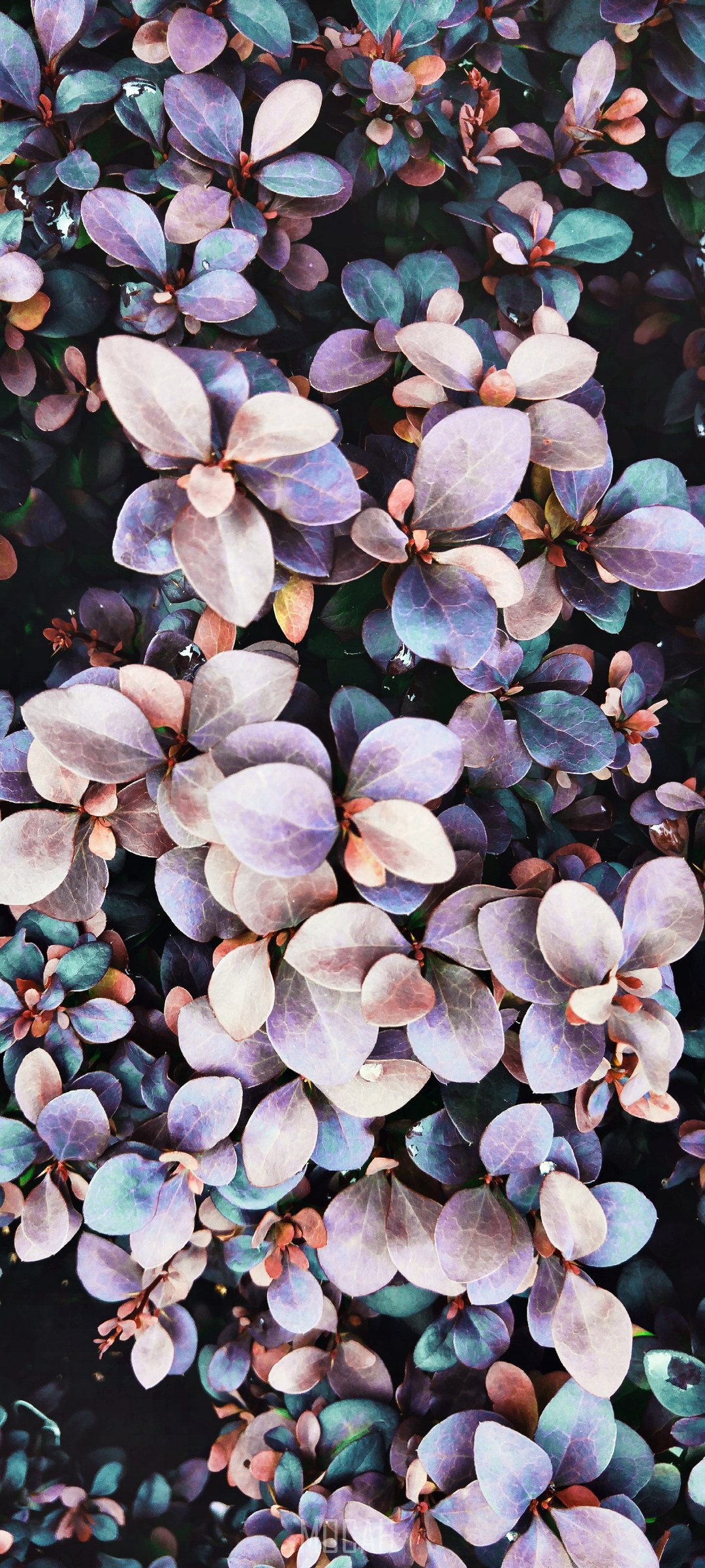 Purple and Green Leaves HD Phone Wallpaper