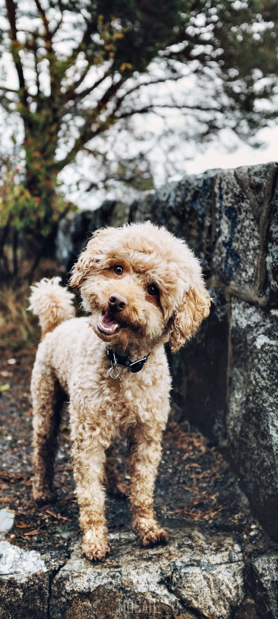 A light brown poodle stands on rocks HD Phone Wallpaper