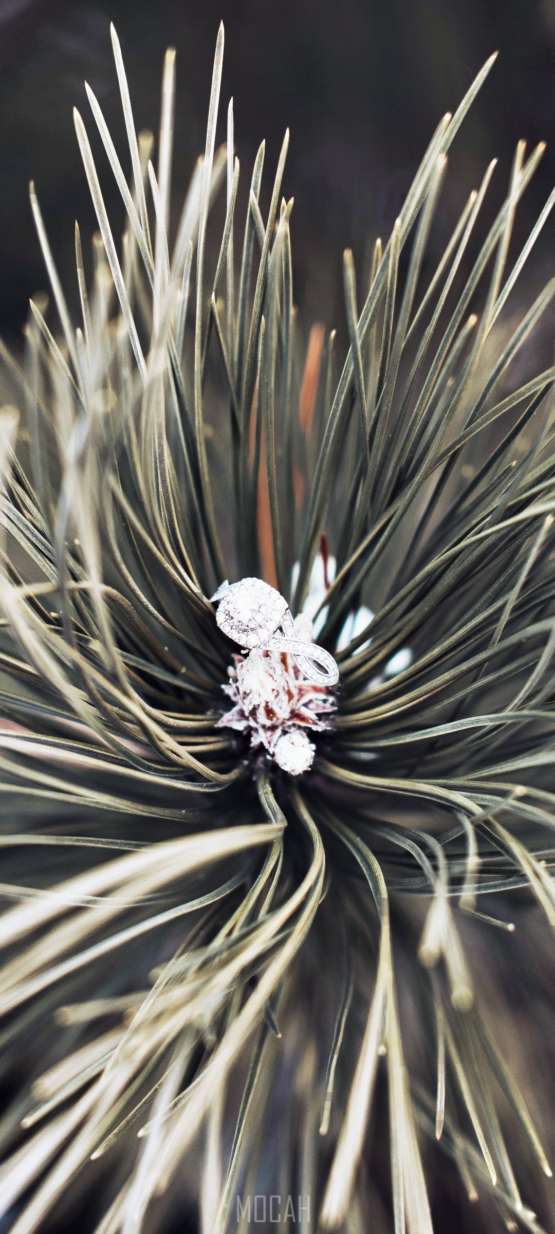 Ring on a pine branch with frost HD Phone Wallpaper