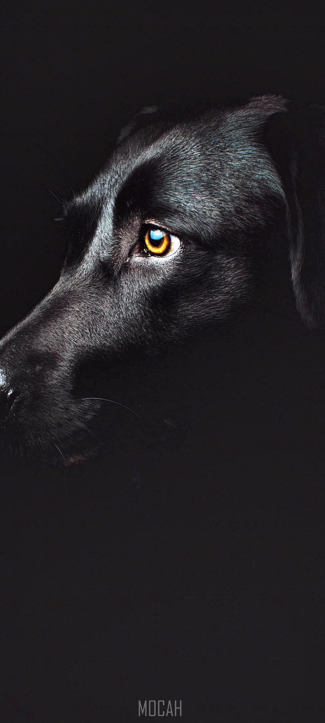 Black Dog Eye Close-up HD Phone Wallpaper