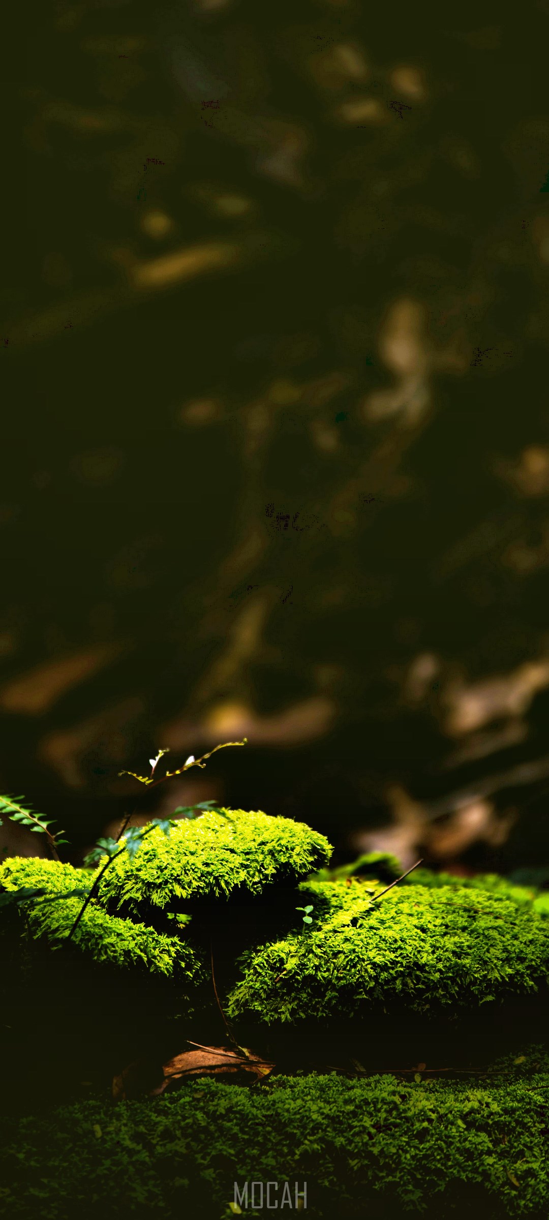 Green moss on dark forest floor HD Phone Wallpaper