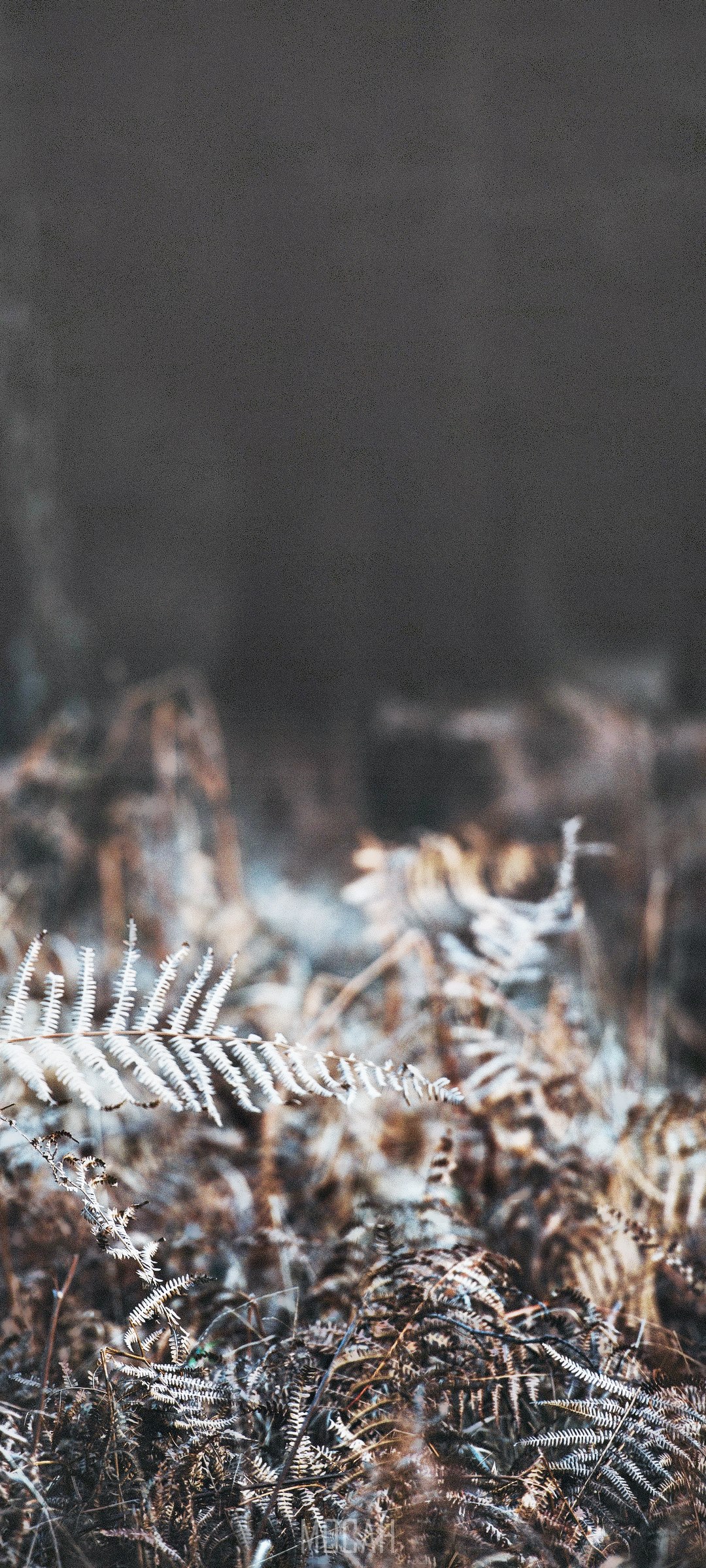 Ferns on Honor Play 4T Pro HD Phone Wallpaper