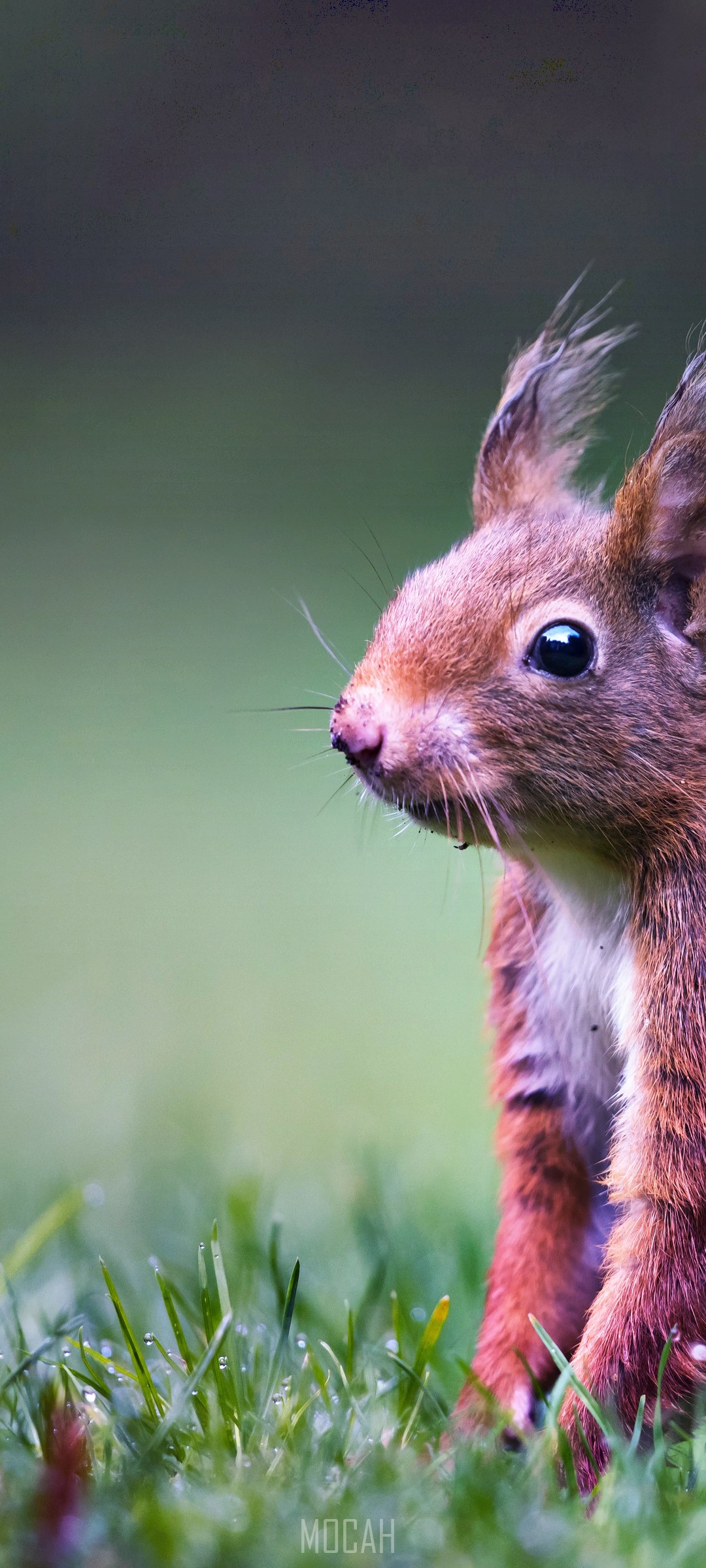 Close-up of a red squirrel in grass HD Phone Wallpaper