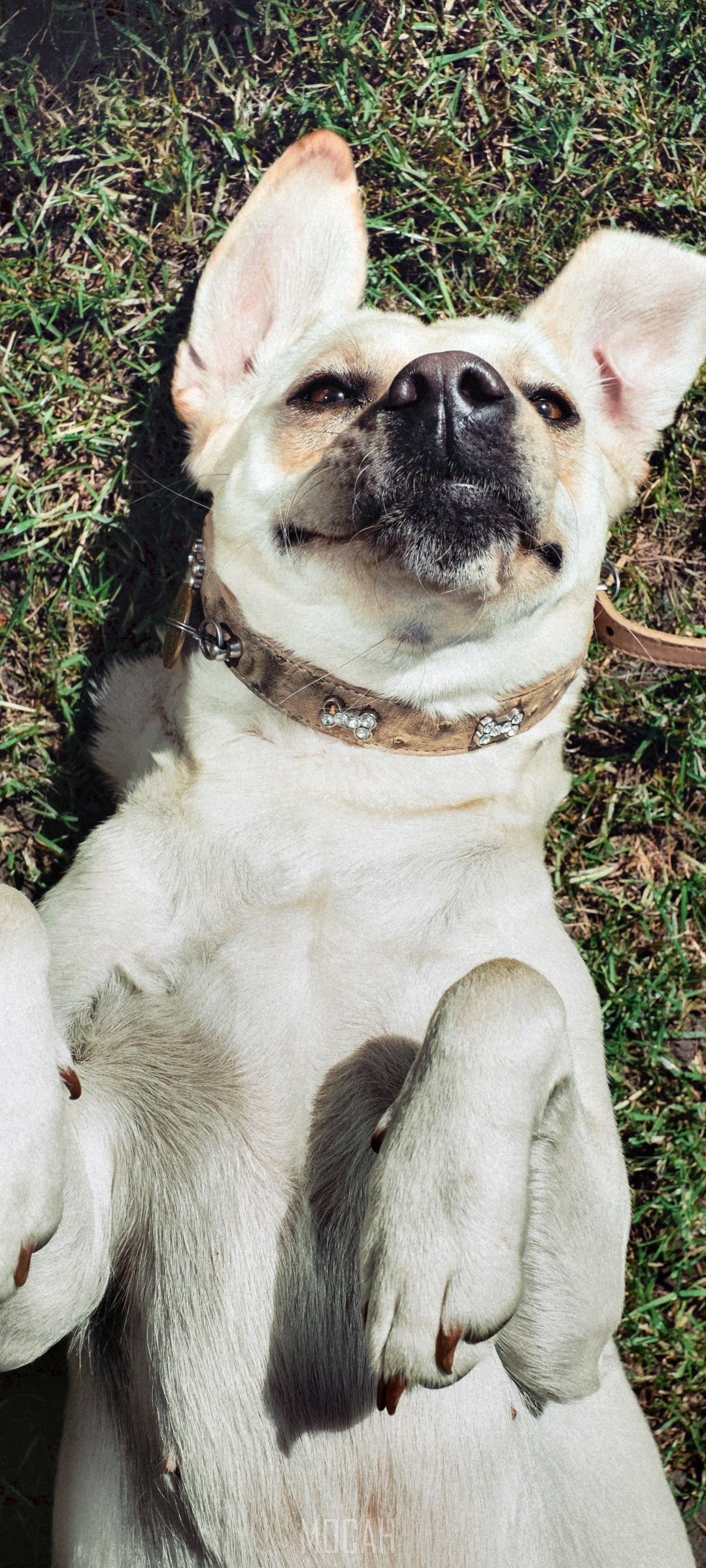 Dog lying on grass with ears up HD Phone Wallpaper