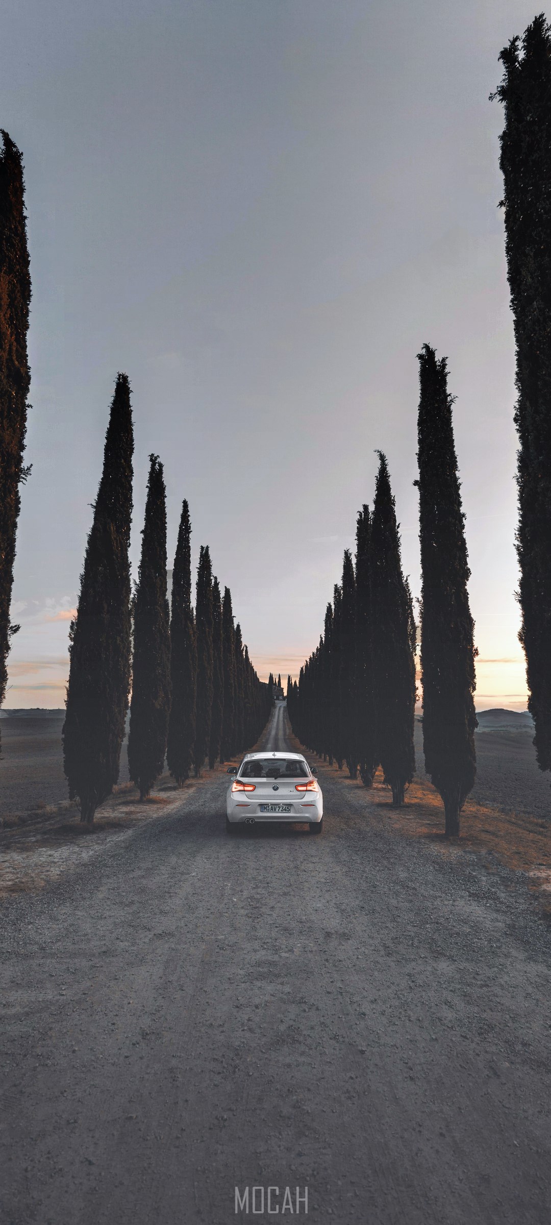 White car on a cypress-lined road at dusk HD Phone Wallpaper